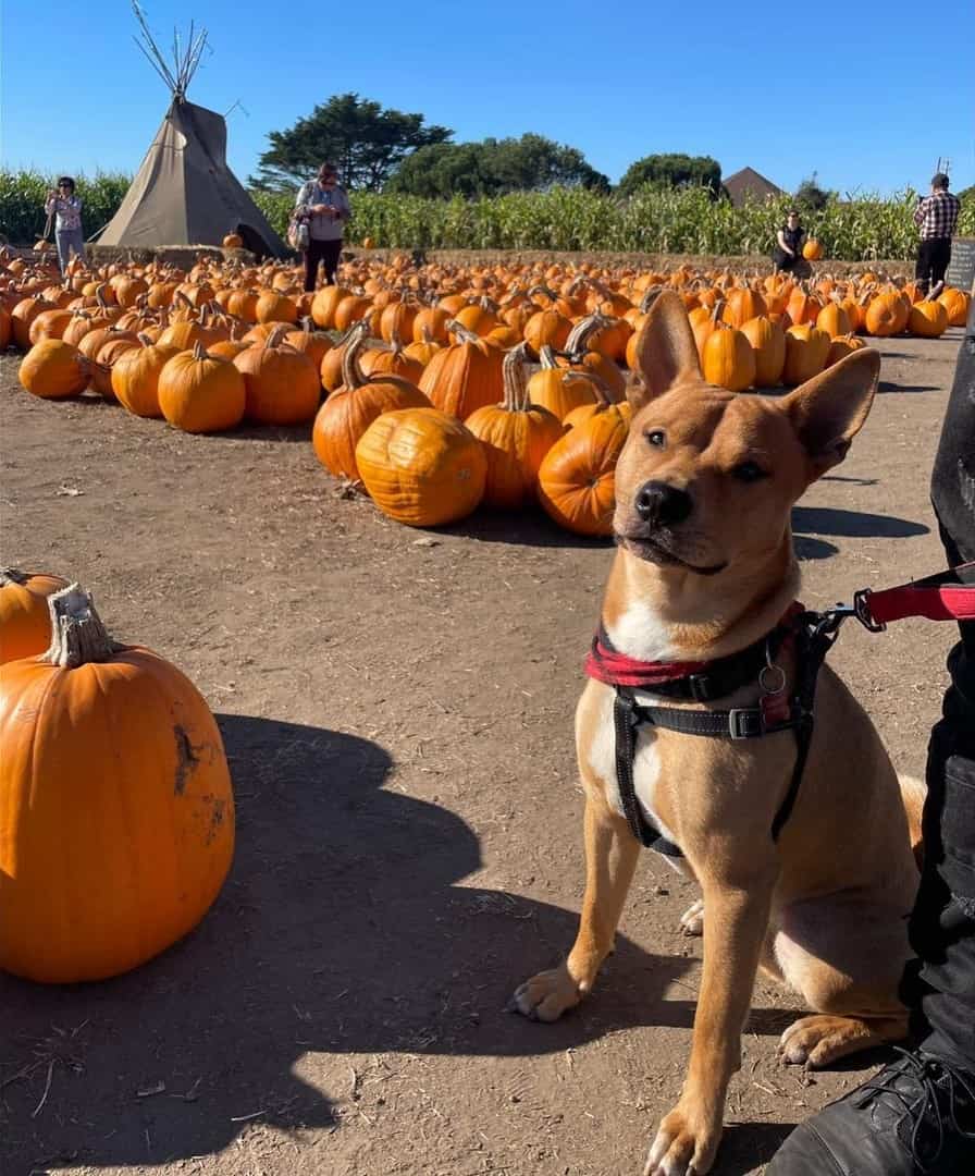 cruce de shiba inu y pitbull posando junto a calabazas