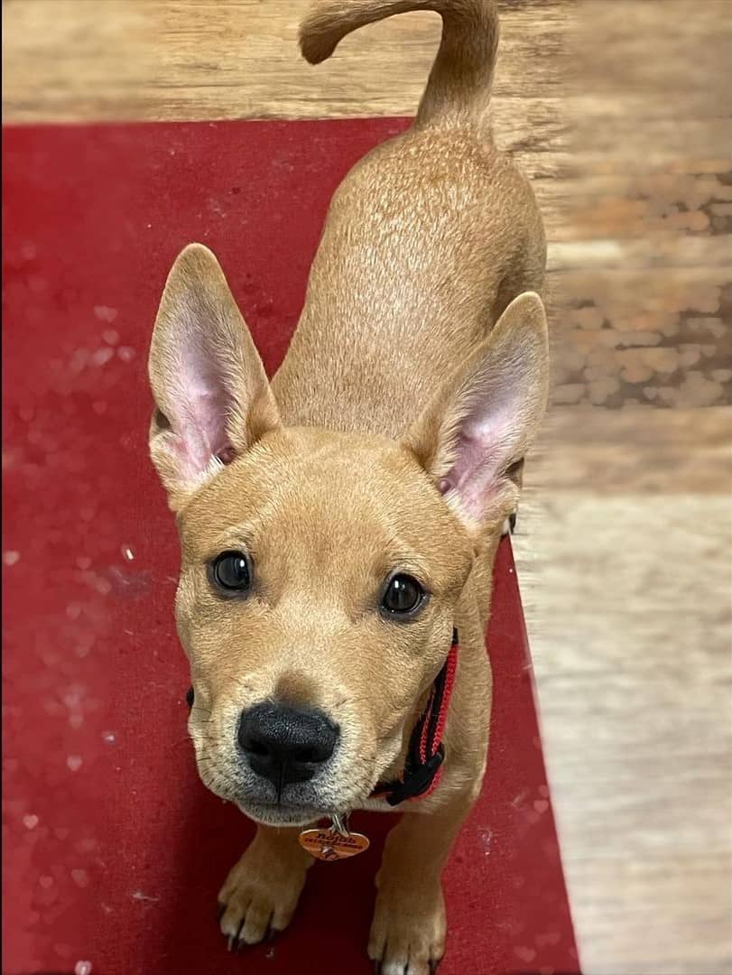 cachorro de mezcla de shiba inu y pitbull
