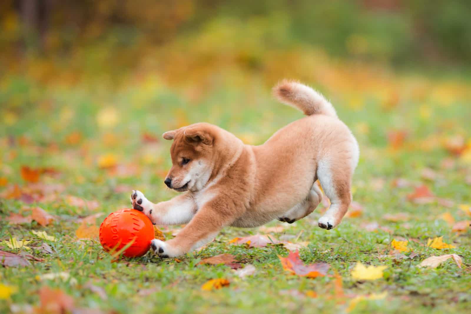 cachorro de shiba inu persiguiendo una pelota