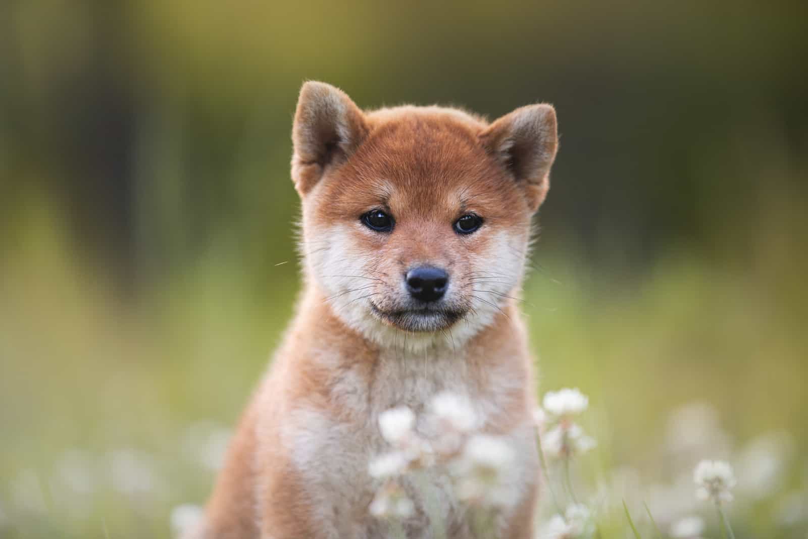 cachorro de shiba inu sentado en campo de flores