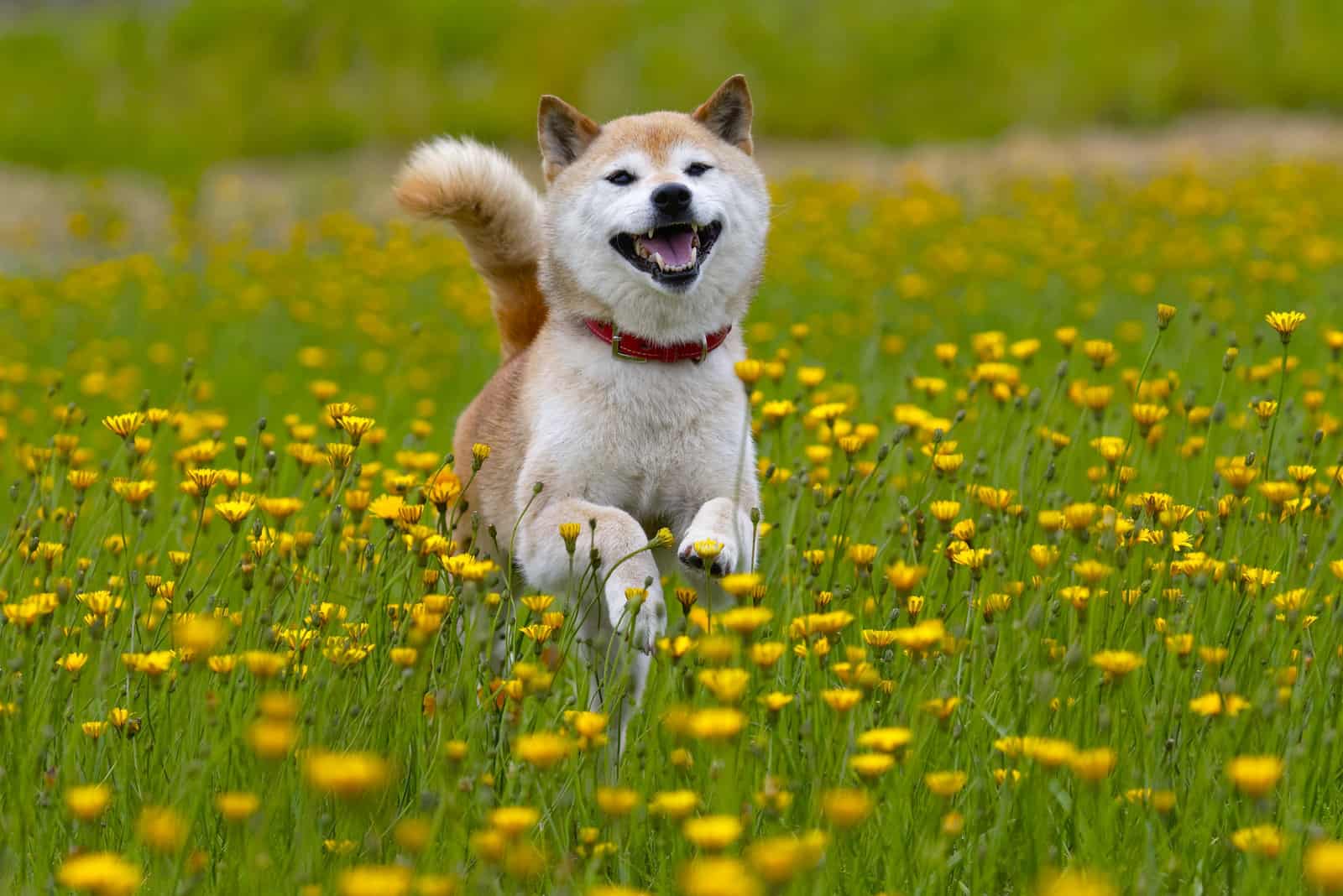 shiba inu corriendo en el campo de flores amarillas