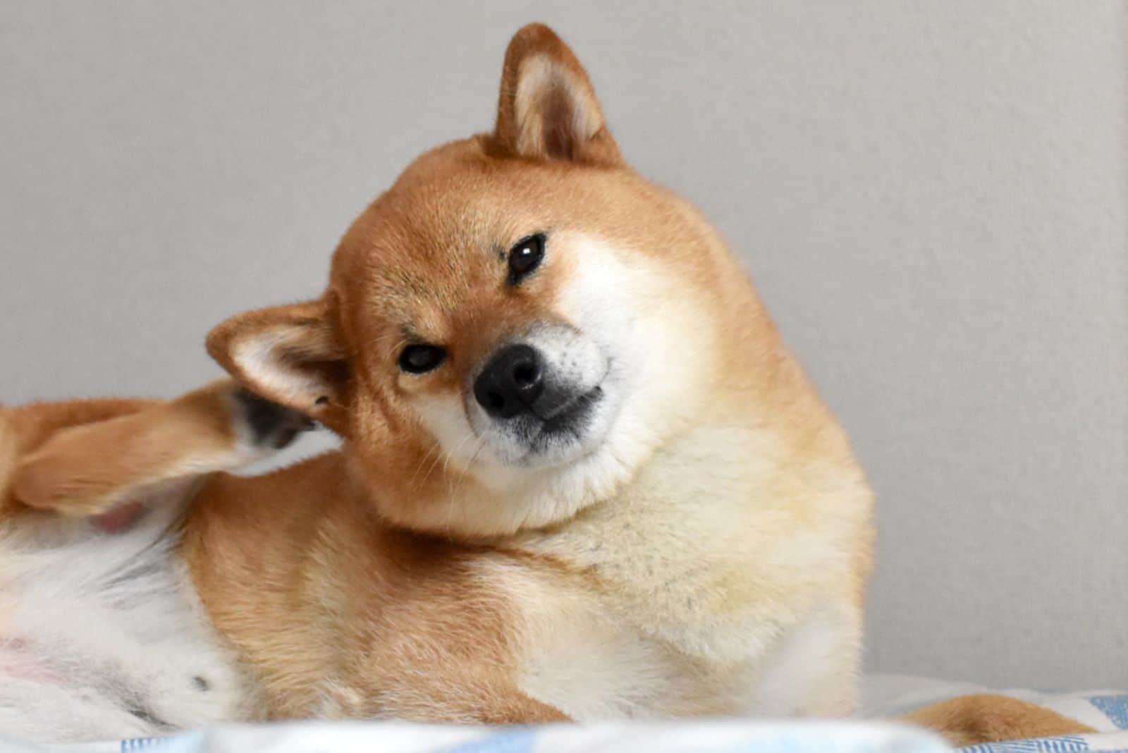 shiba inu rascándose la oreja