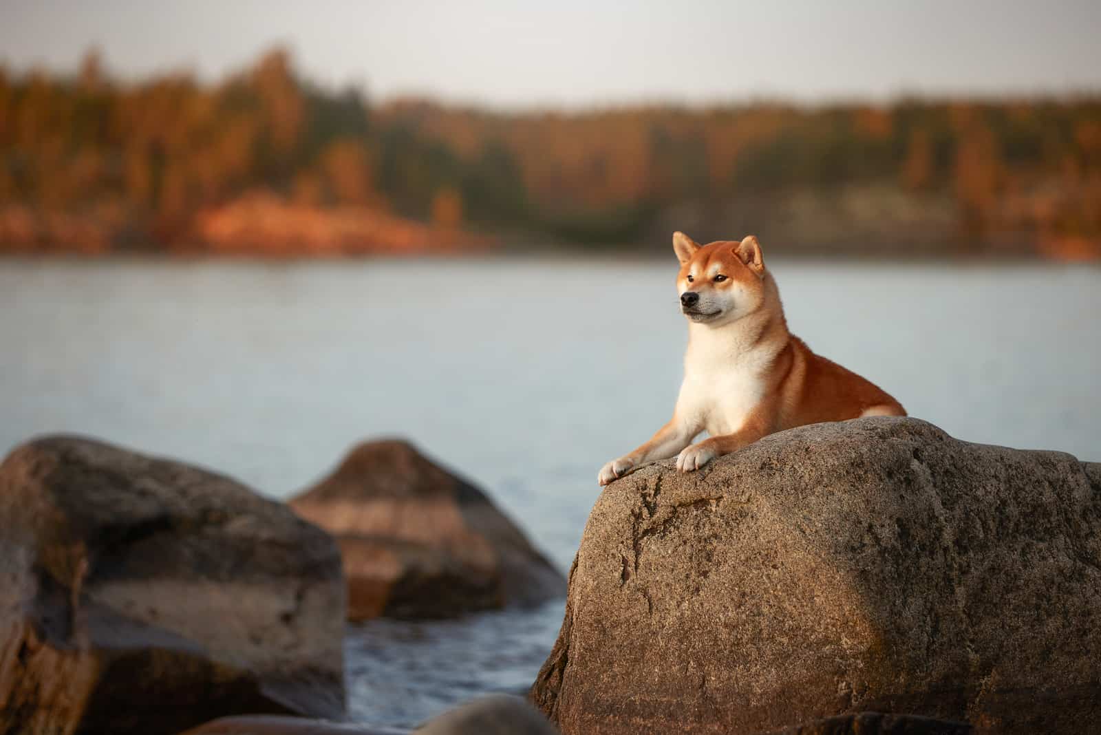 shiba inu sentado en la gran piedra en el agua