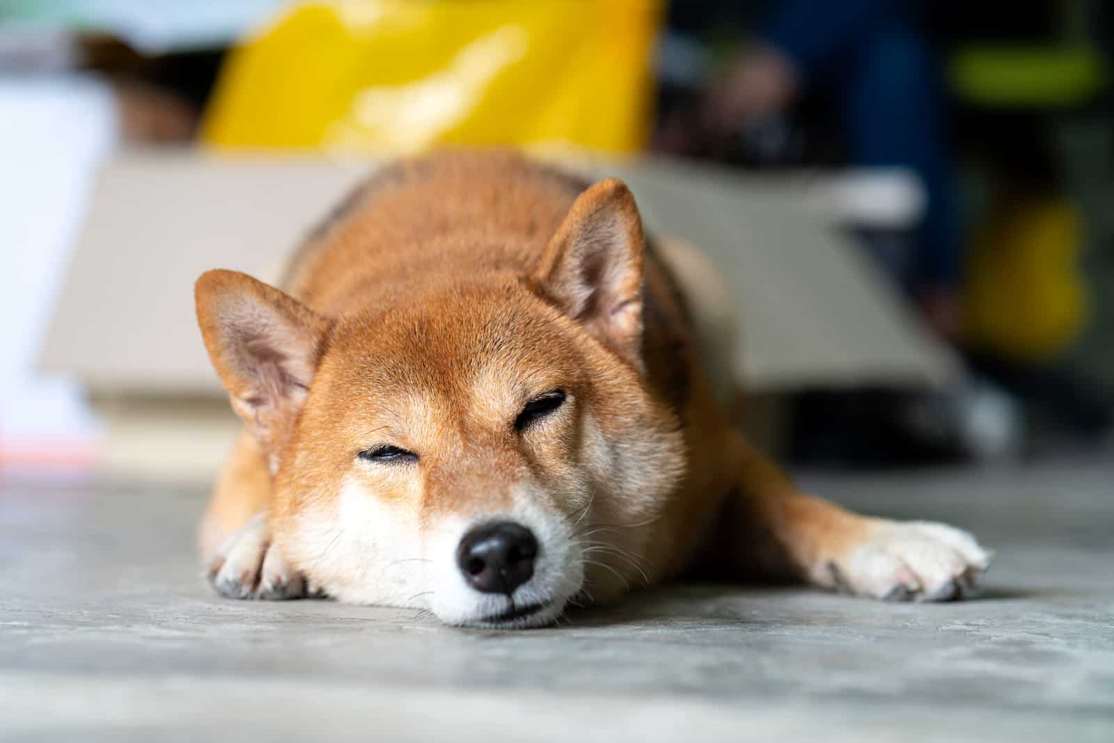 shiba inu durmiendo en el suelo