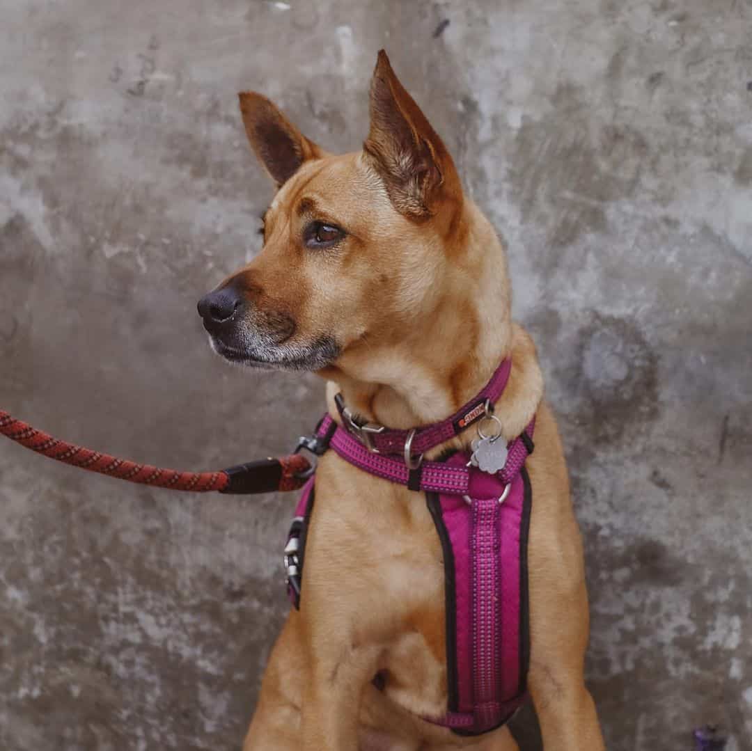 Perro shiba shepherd al aire libre