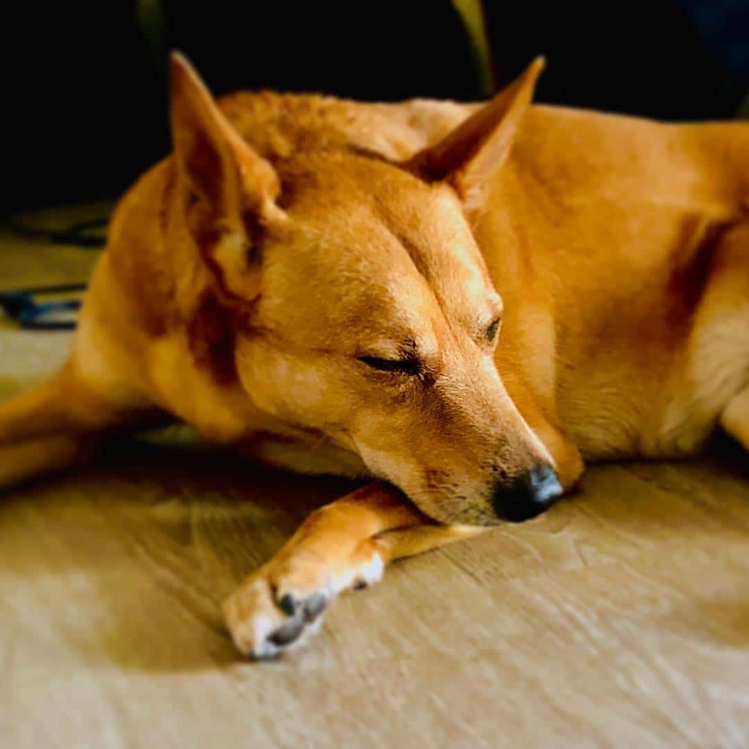 Shiba shepherd soñoliento