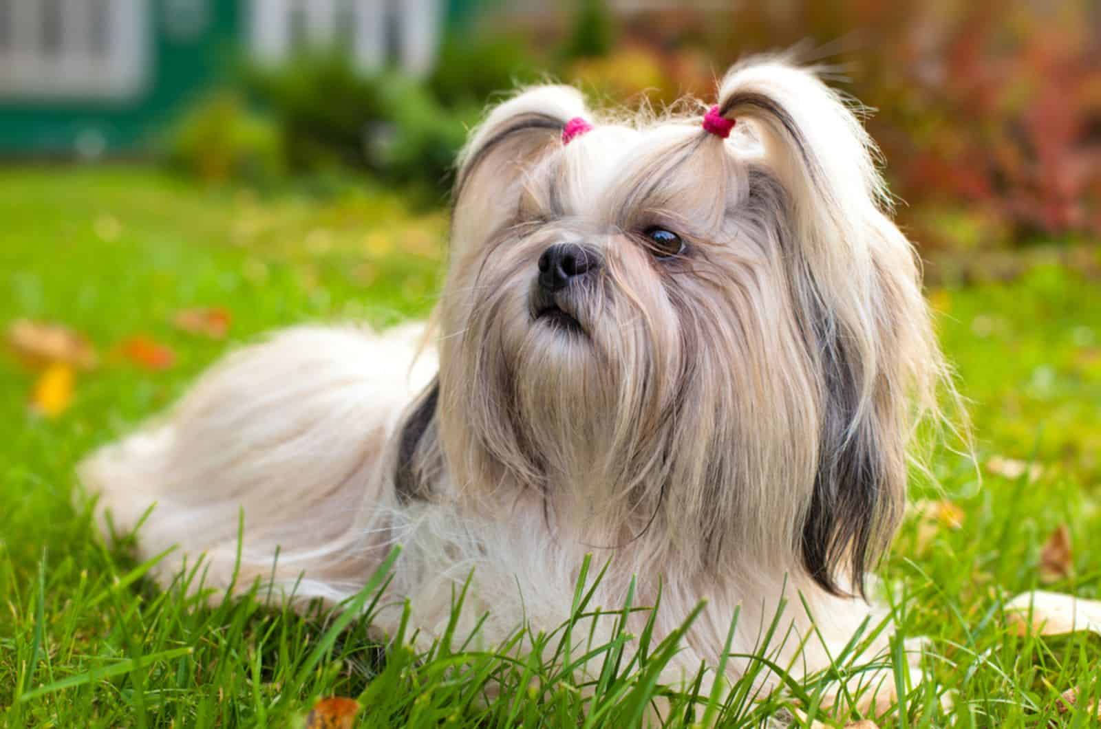 perro shih tzu tumbado en el césped