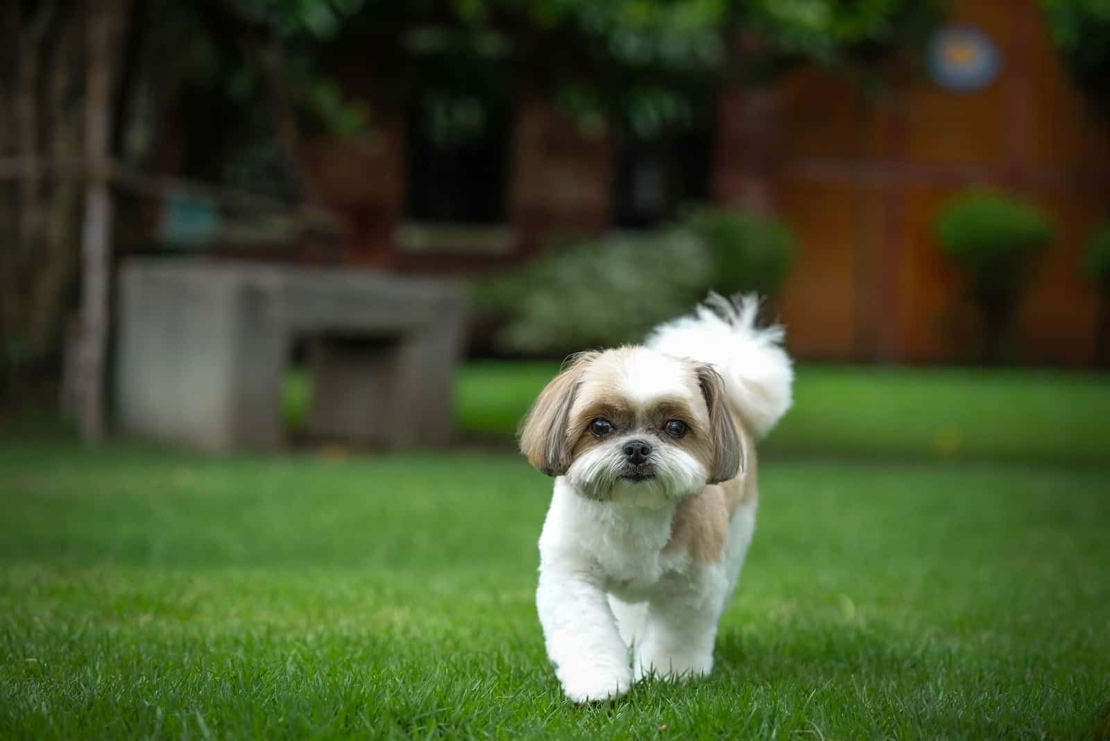 perro shih tzu caminando en el jardín