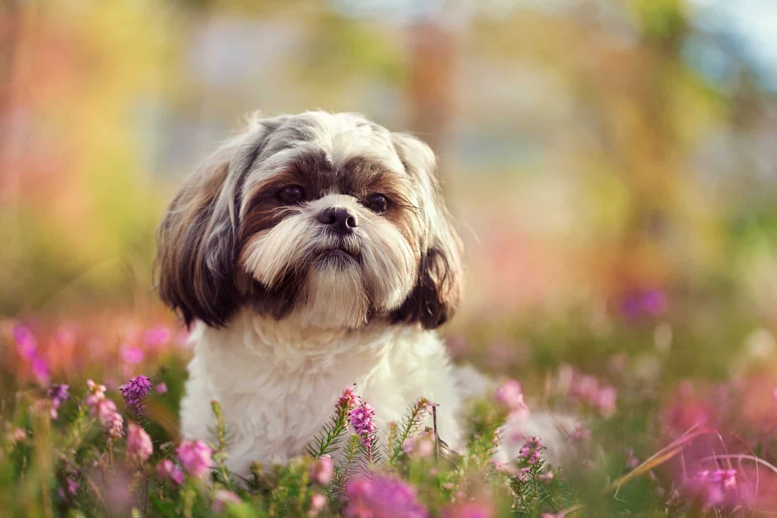 shih tzu entre flores