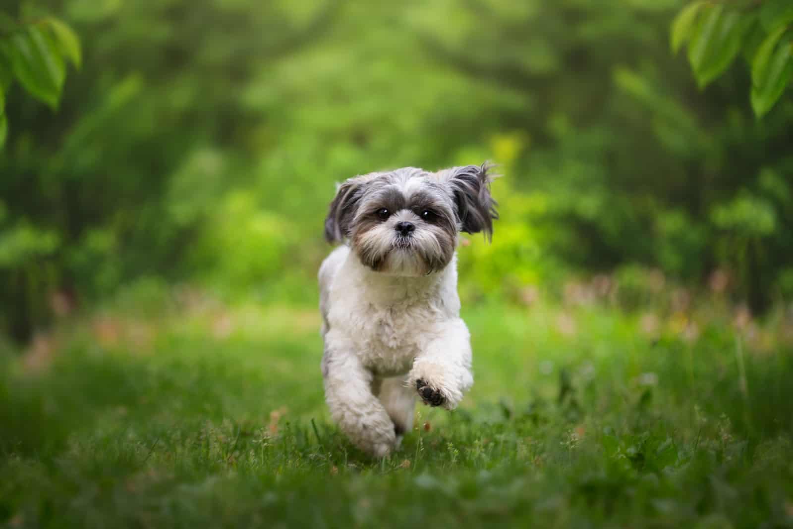 shih tzu en el parque