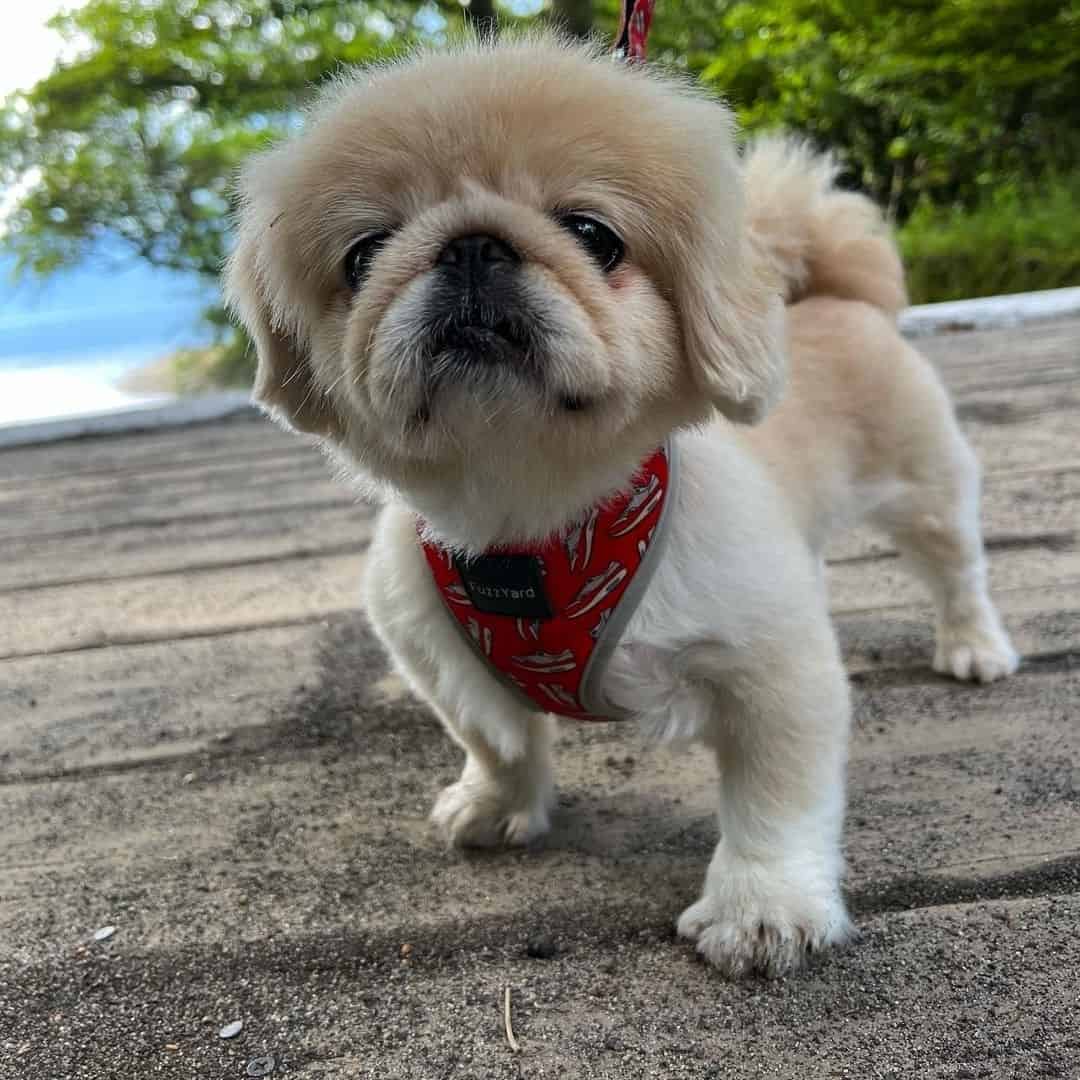 perro mestizo de shih tzu pequinés en el lago