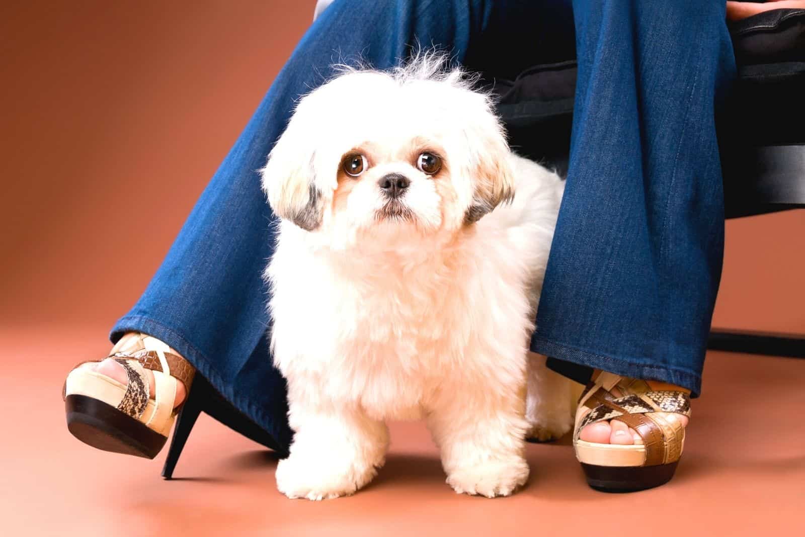 shih tzu poodle sentado cerca de los tacones de aguja