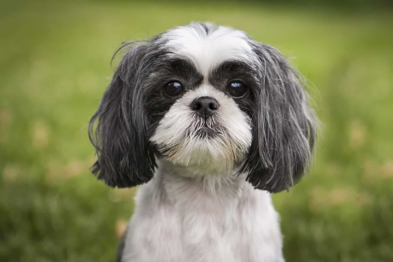 shih tzu posando frente a la cámara