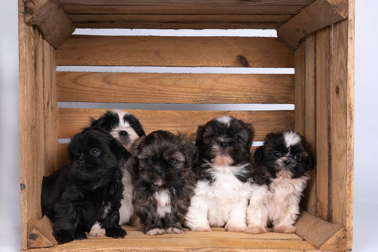 cachorros shih tzu sentados juntos en una caja de madera