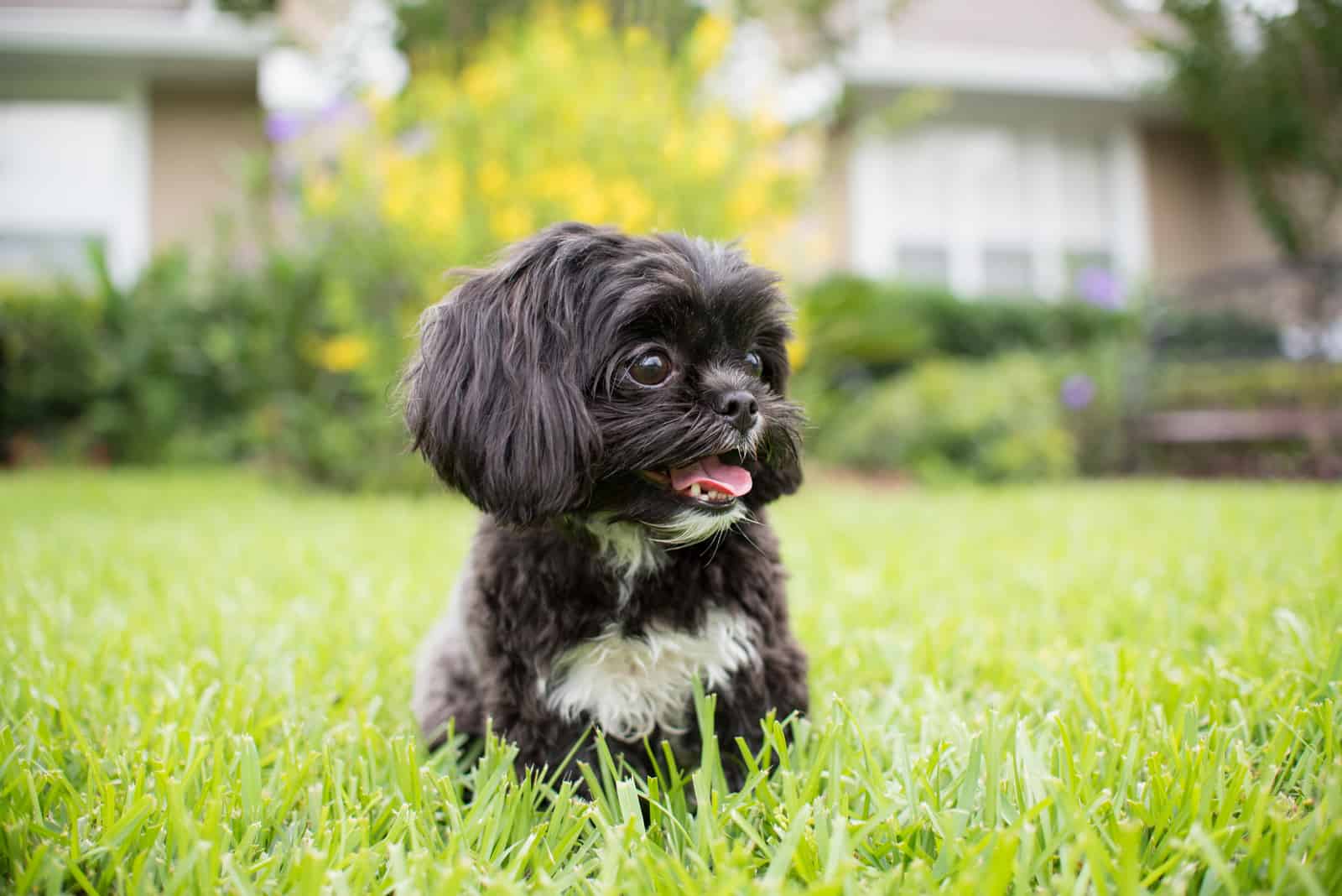 perro cachorro shih tzu, blanco y negro con pelaje corto