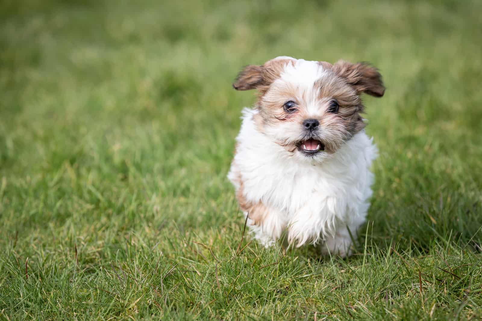 cachorro de shih tzu corriendo sobre la hierba