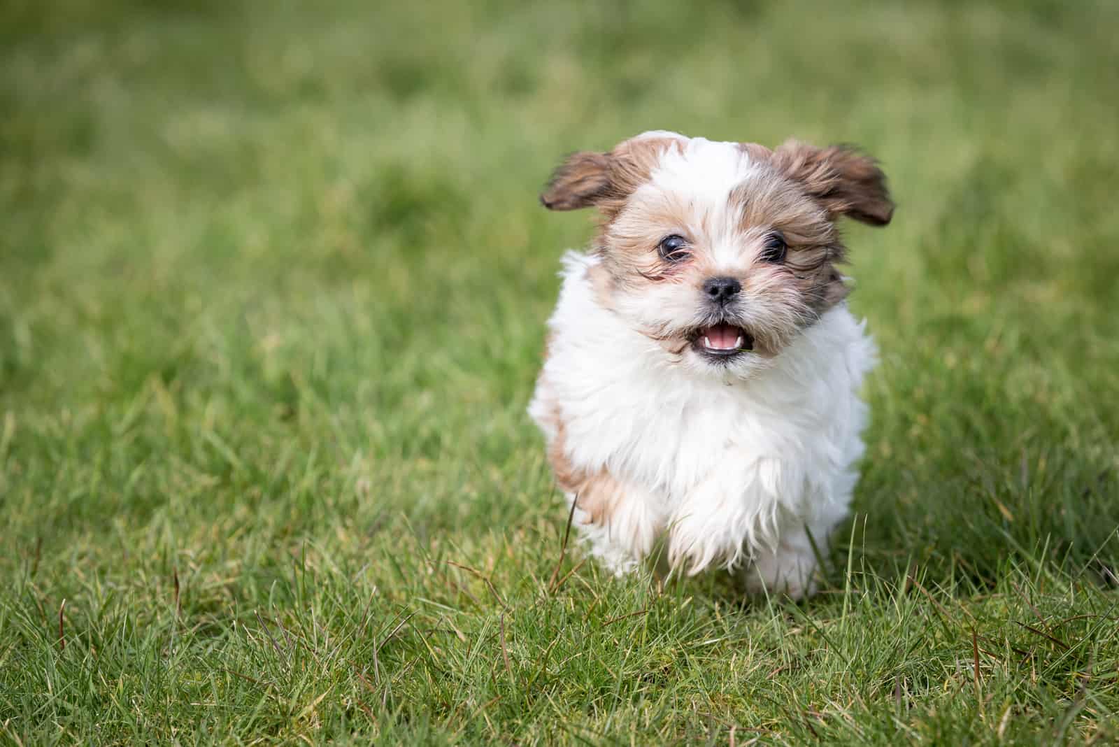 cachorro shih tzu corriendo en el césped