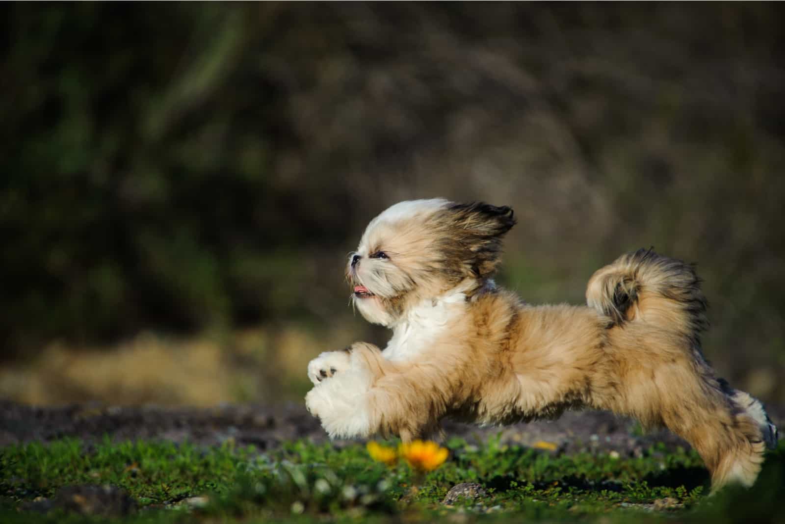 shih tzu corriendo rápido