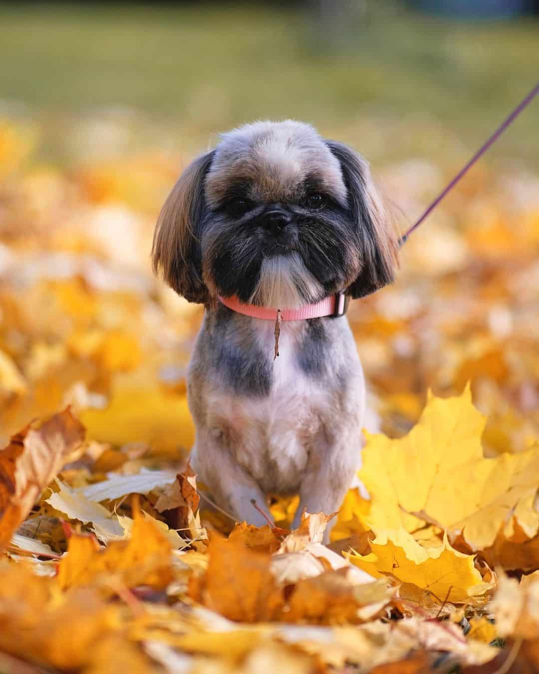 shih tzu sentado rodeado de hojas de otoño