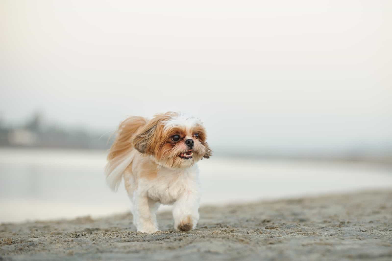 shih tzu caminando