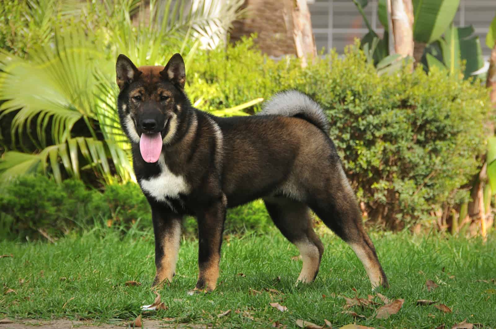 Perro Shikoku de pie en el jardín