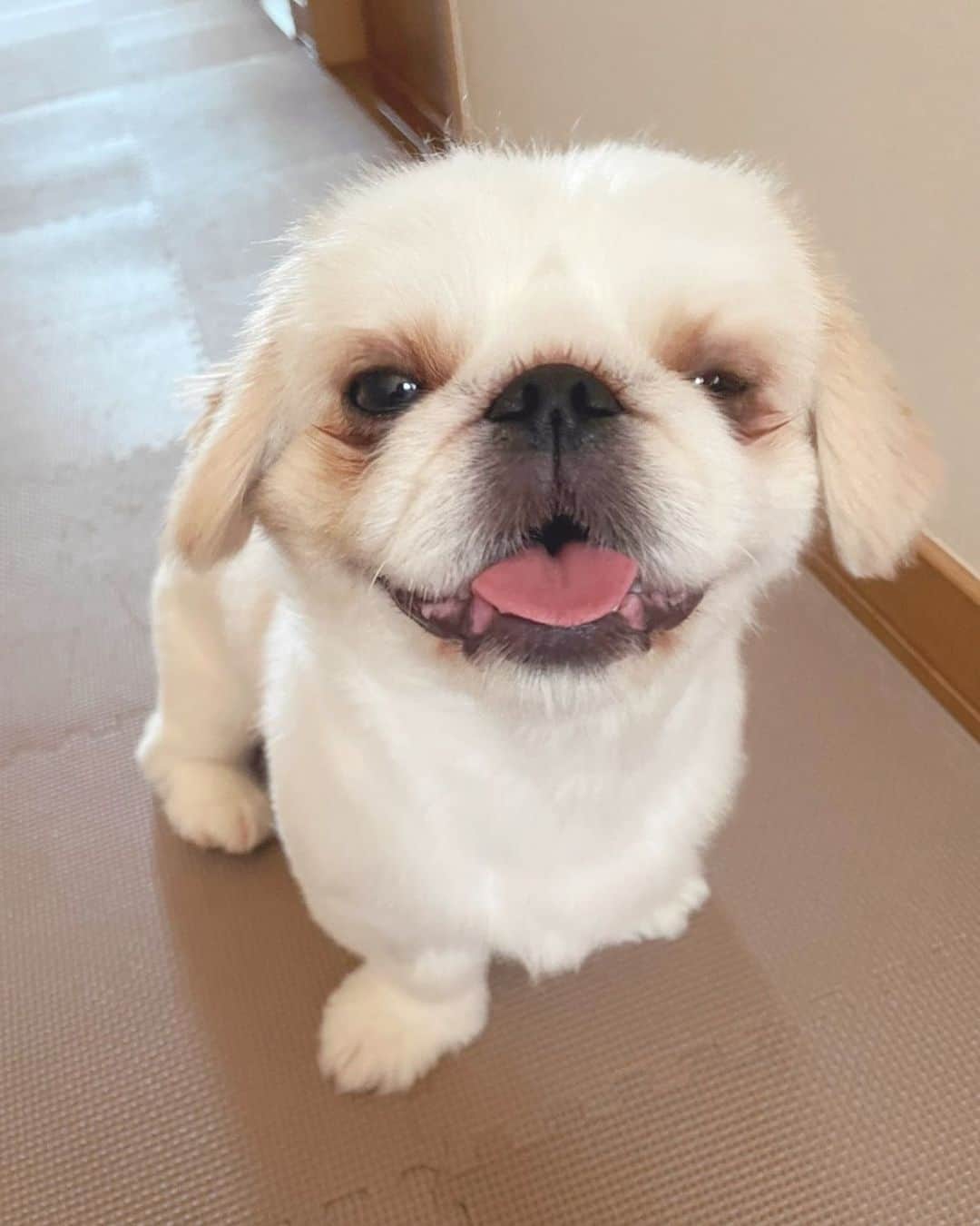perro shinese posando