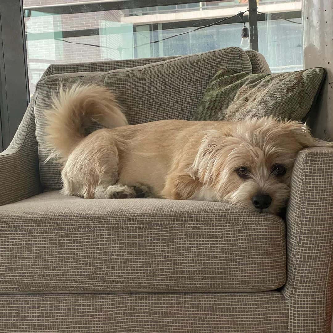 perro shorgi tumbado en sillón