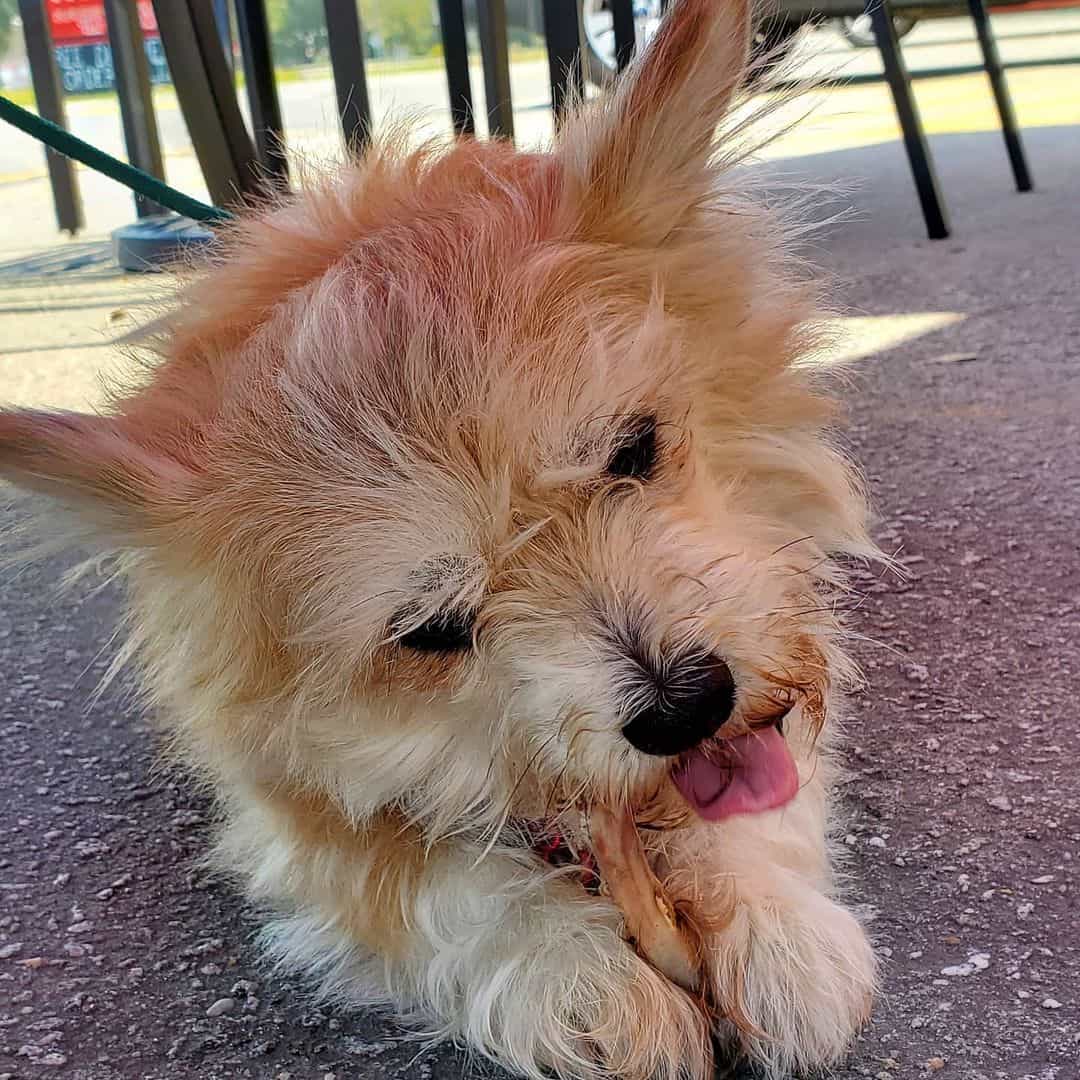 perro shorgi al aire libre
