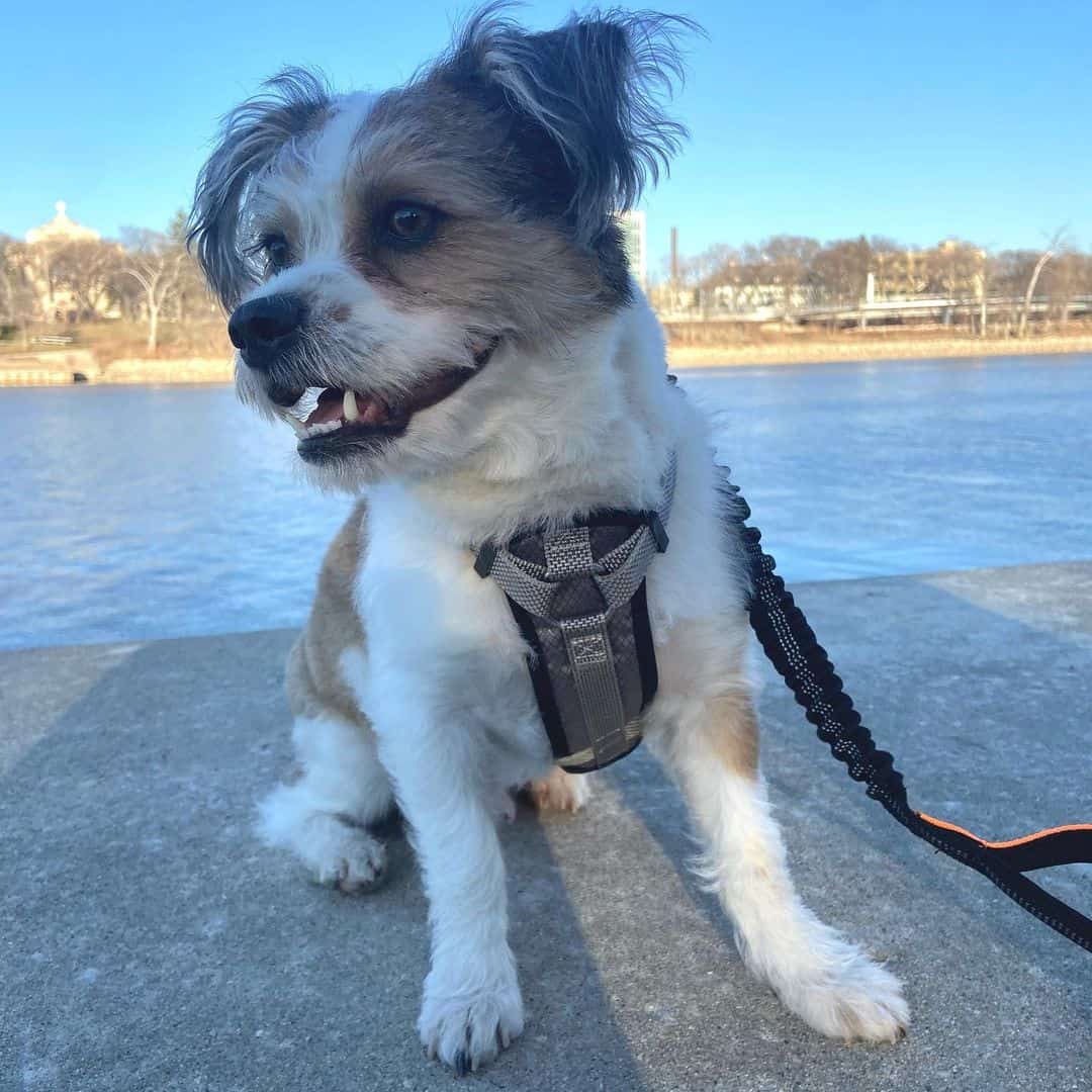 perro shorgi al aire libre