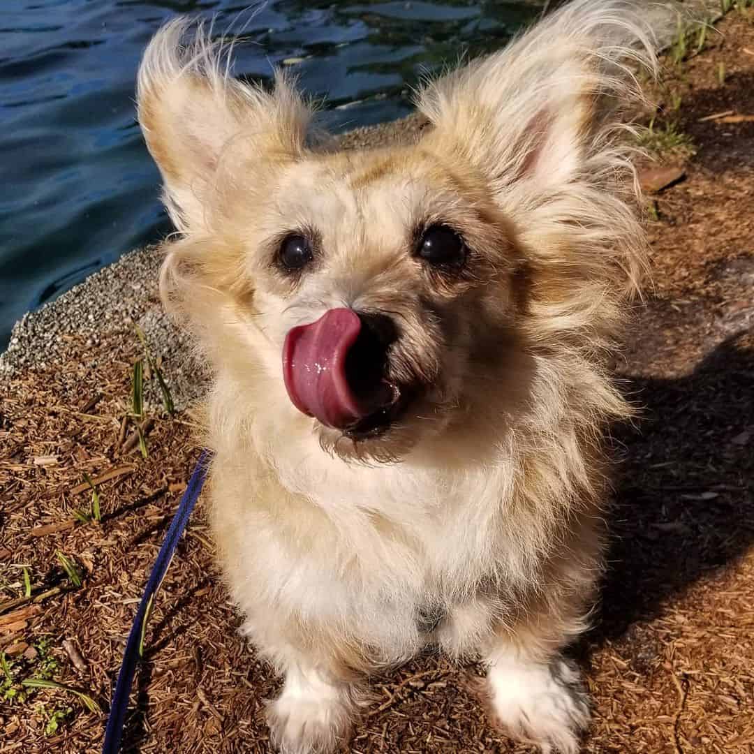 shorgi sentado junto al lago al aire libre