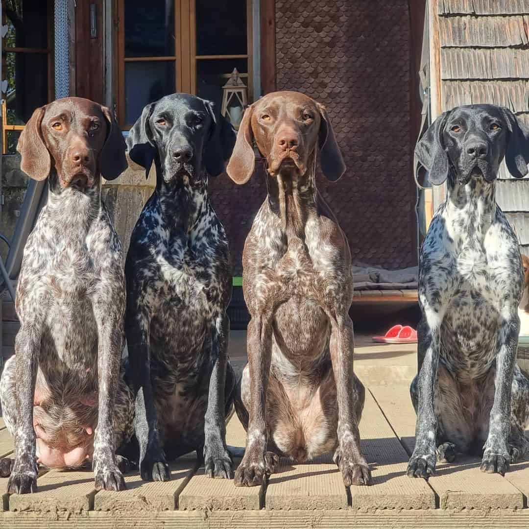 perros pointer alemán de pelo corto