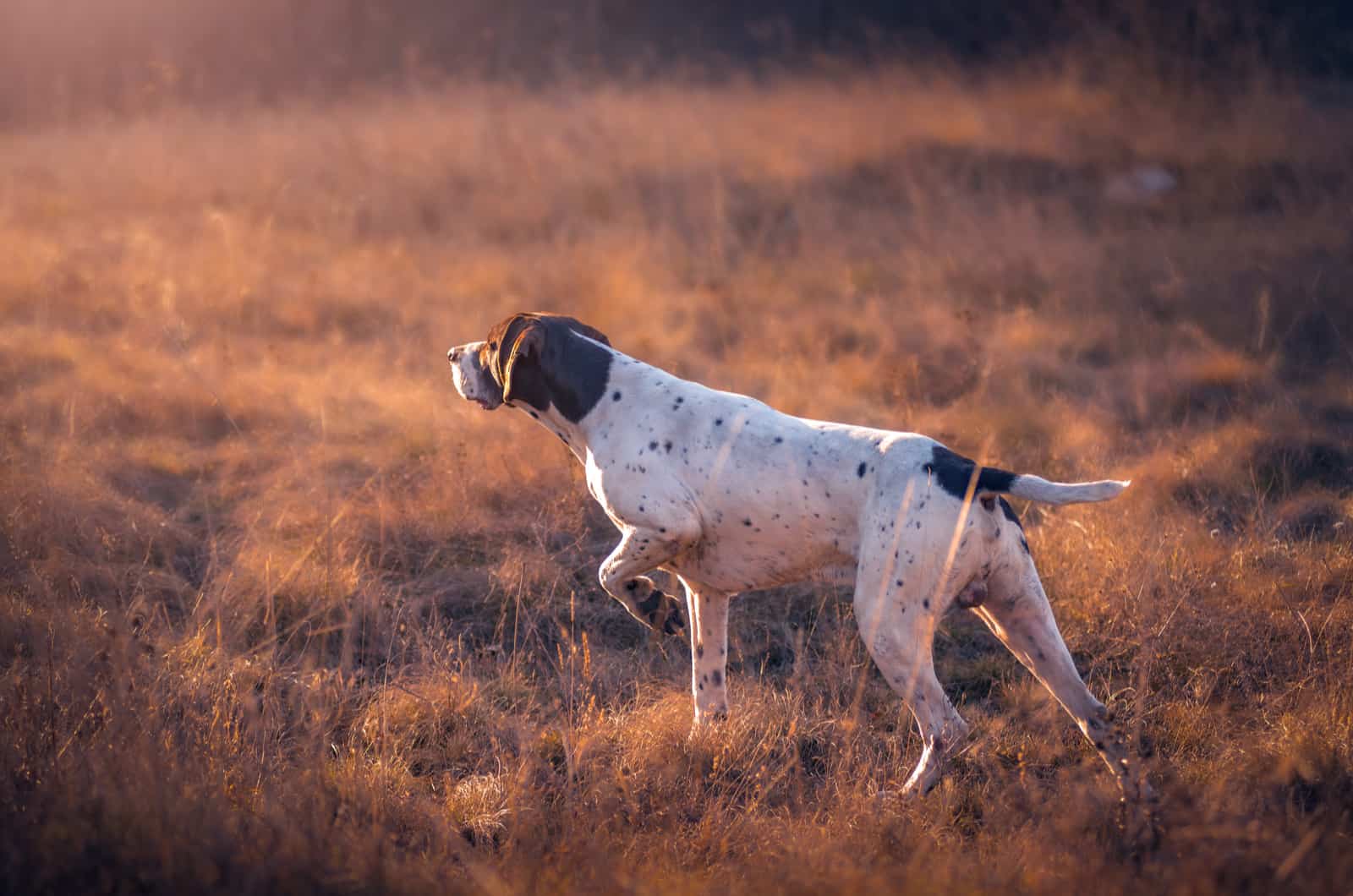 pointer alemán de pelo corto en un campo