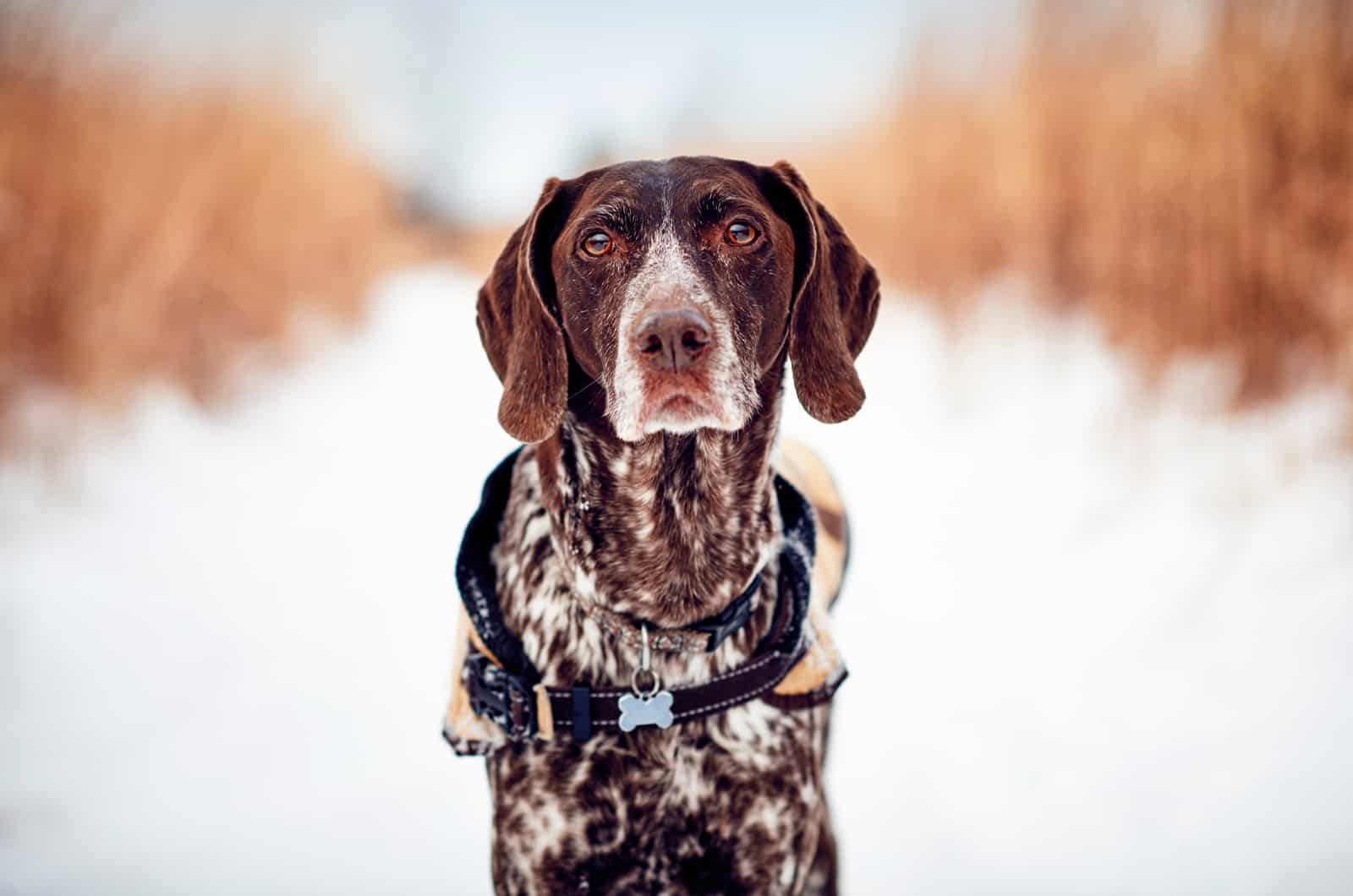 pointer alemán de pelo corto