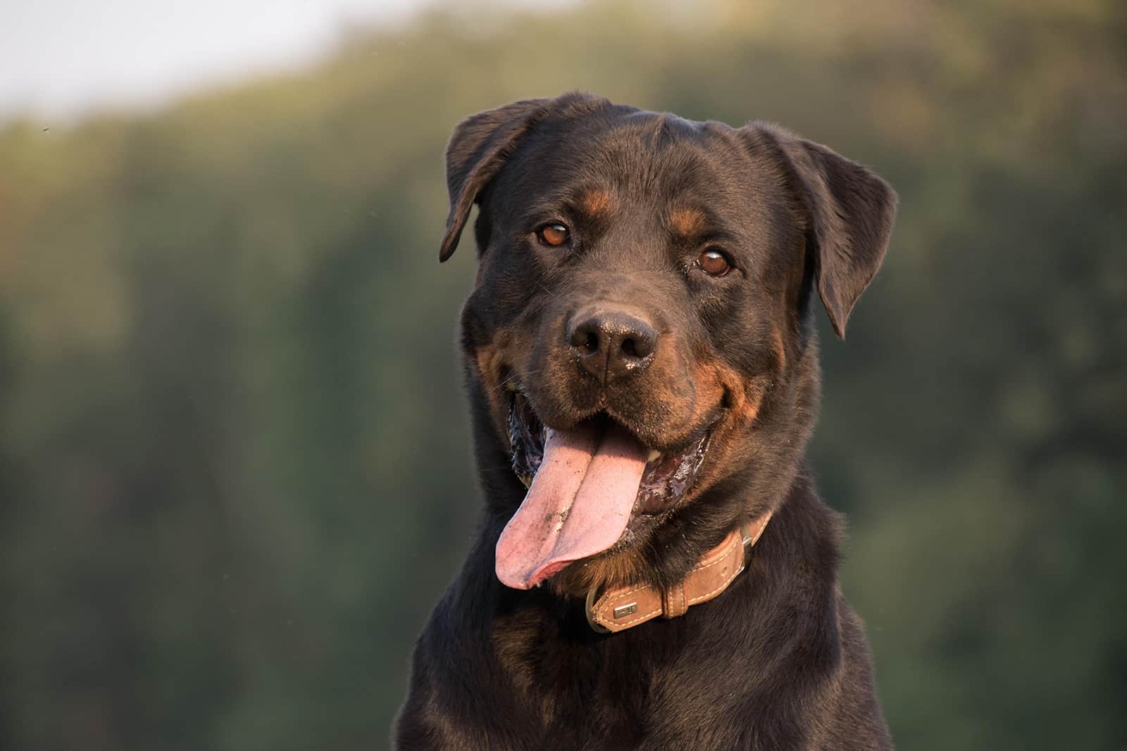 rottweiler de pelo corto
