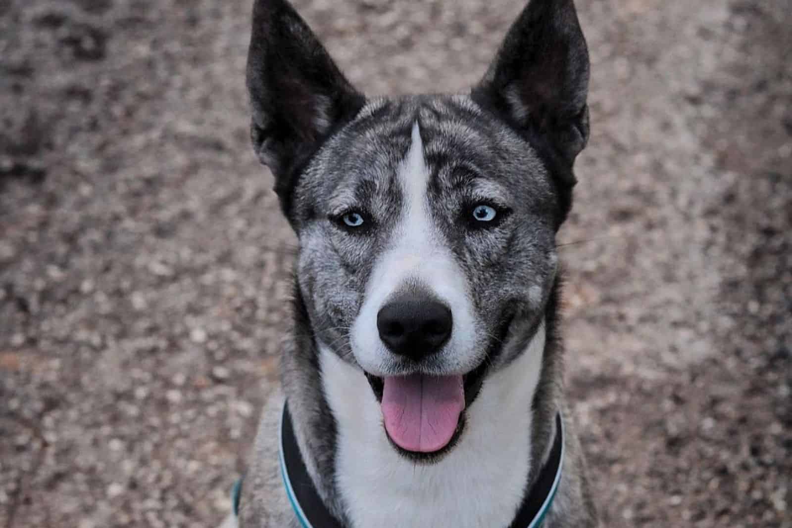 cachorro de corso siberiano