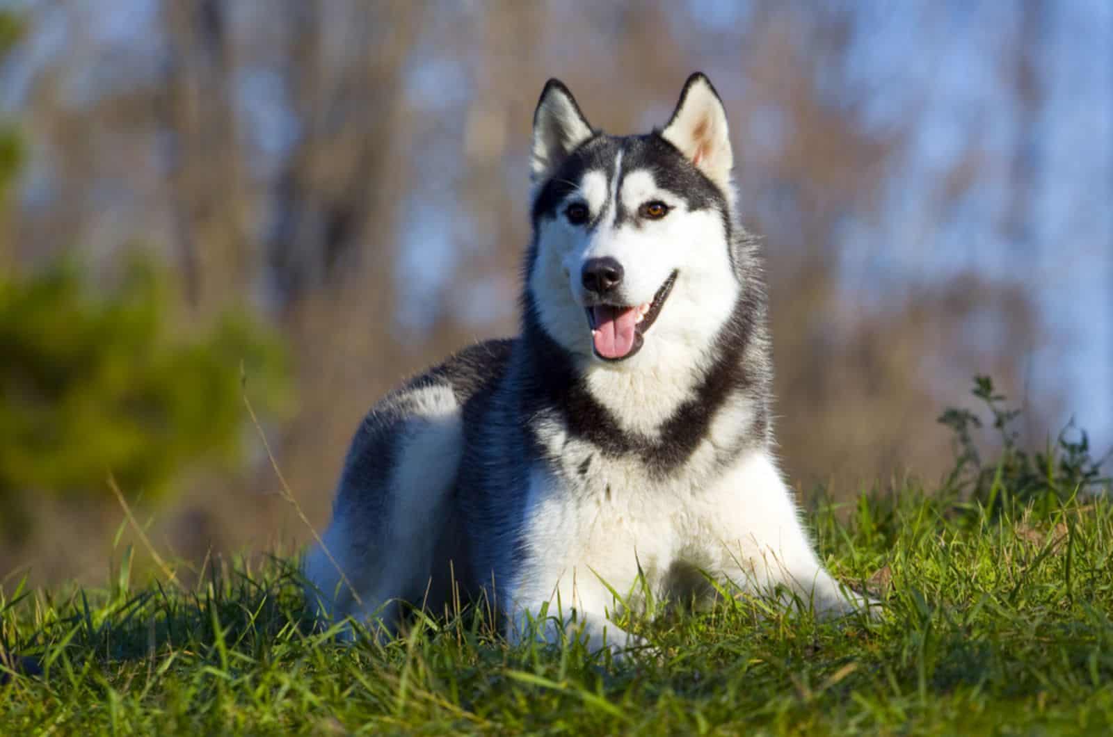husky siberiano en la naturaleza