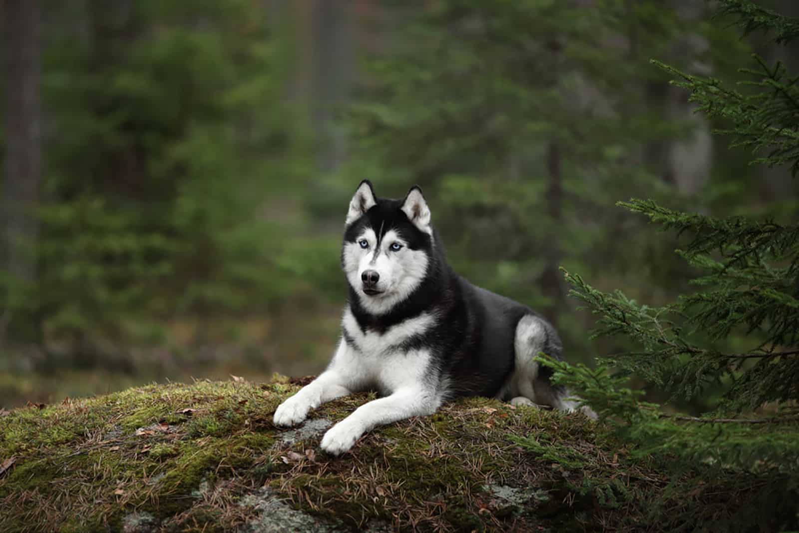husky siberiano sentado en la roca