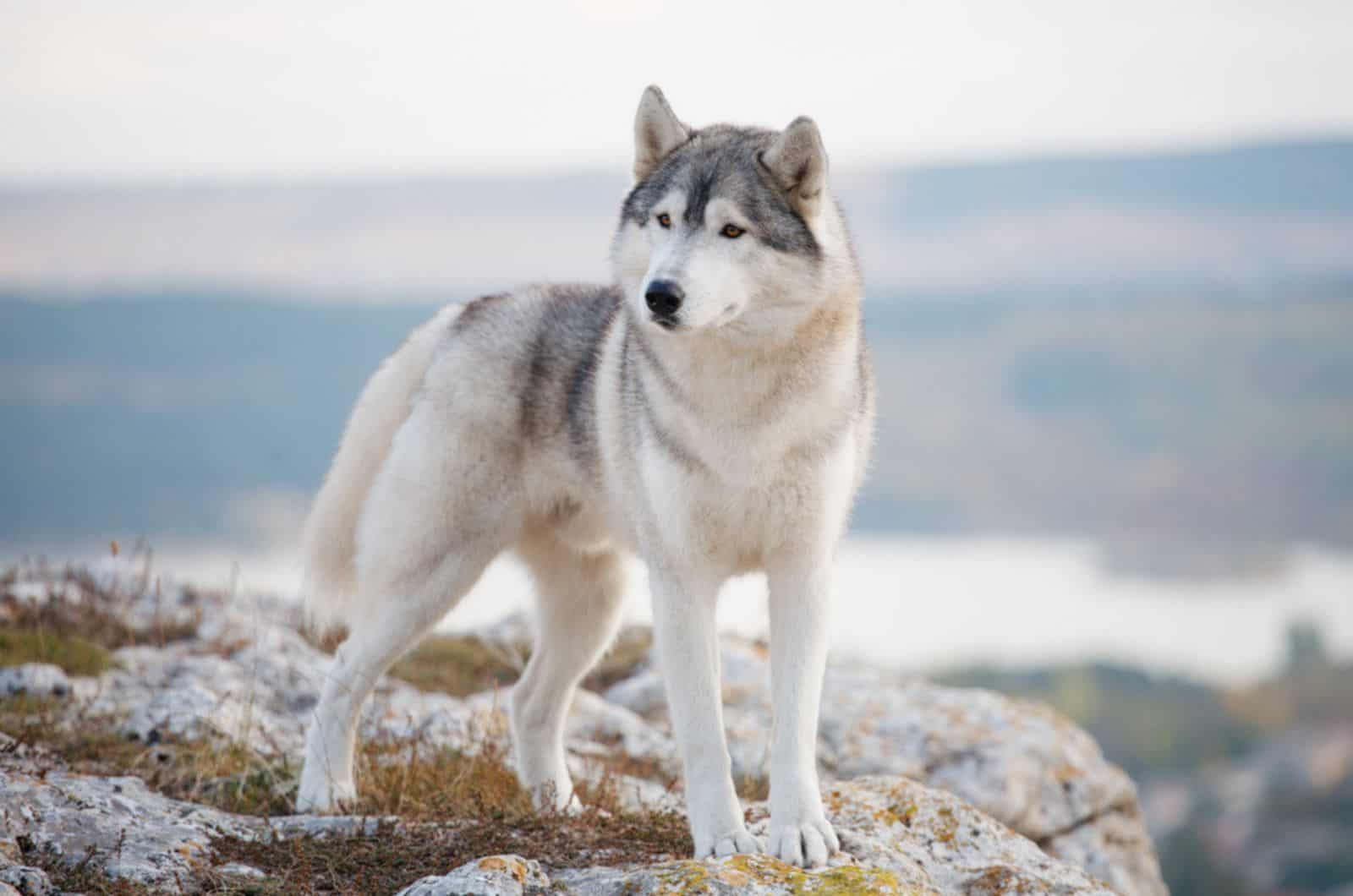 husky siberiano de pie sobre la roca