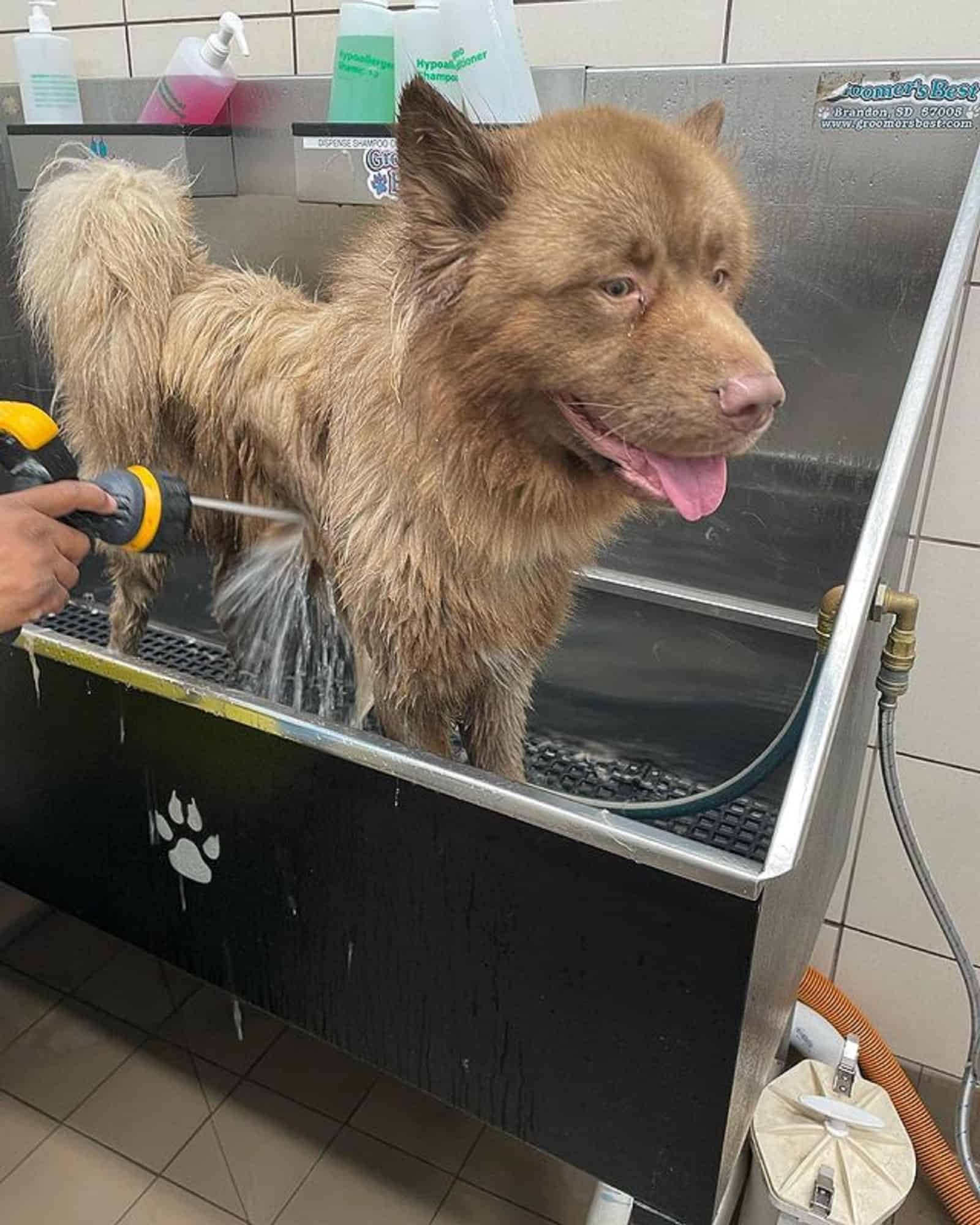 siberian husky akita bañándose en una peluquería