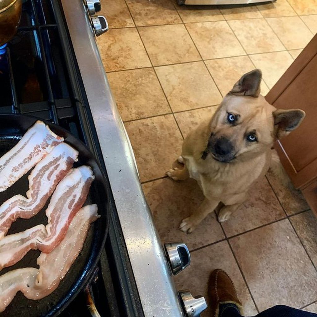 siberian husky akita mirando a tocino en la estufa