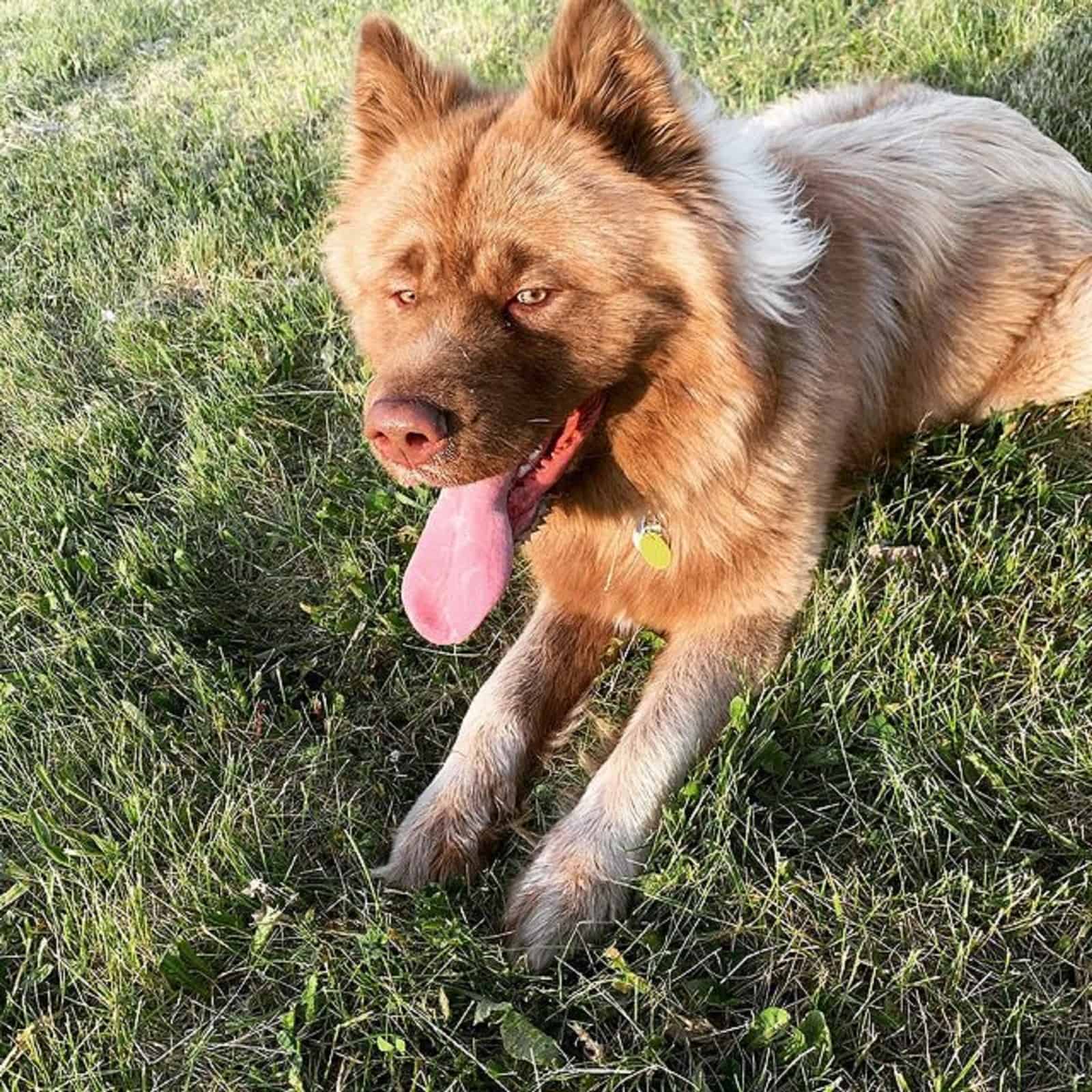 mezcla de husky siberiano y akita acostado en el césped