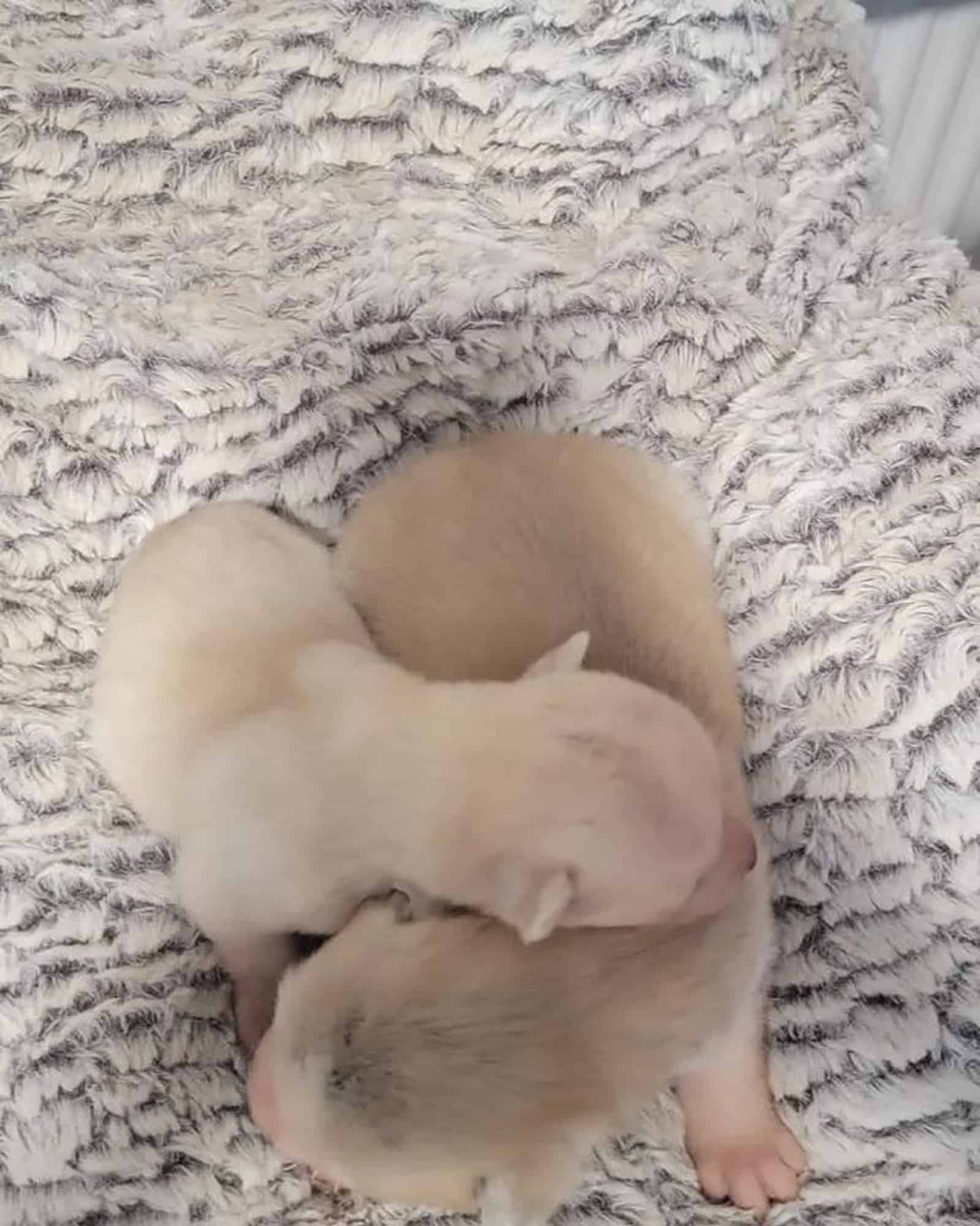 cachorros de husky siberiano akita durmiendo en la cama