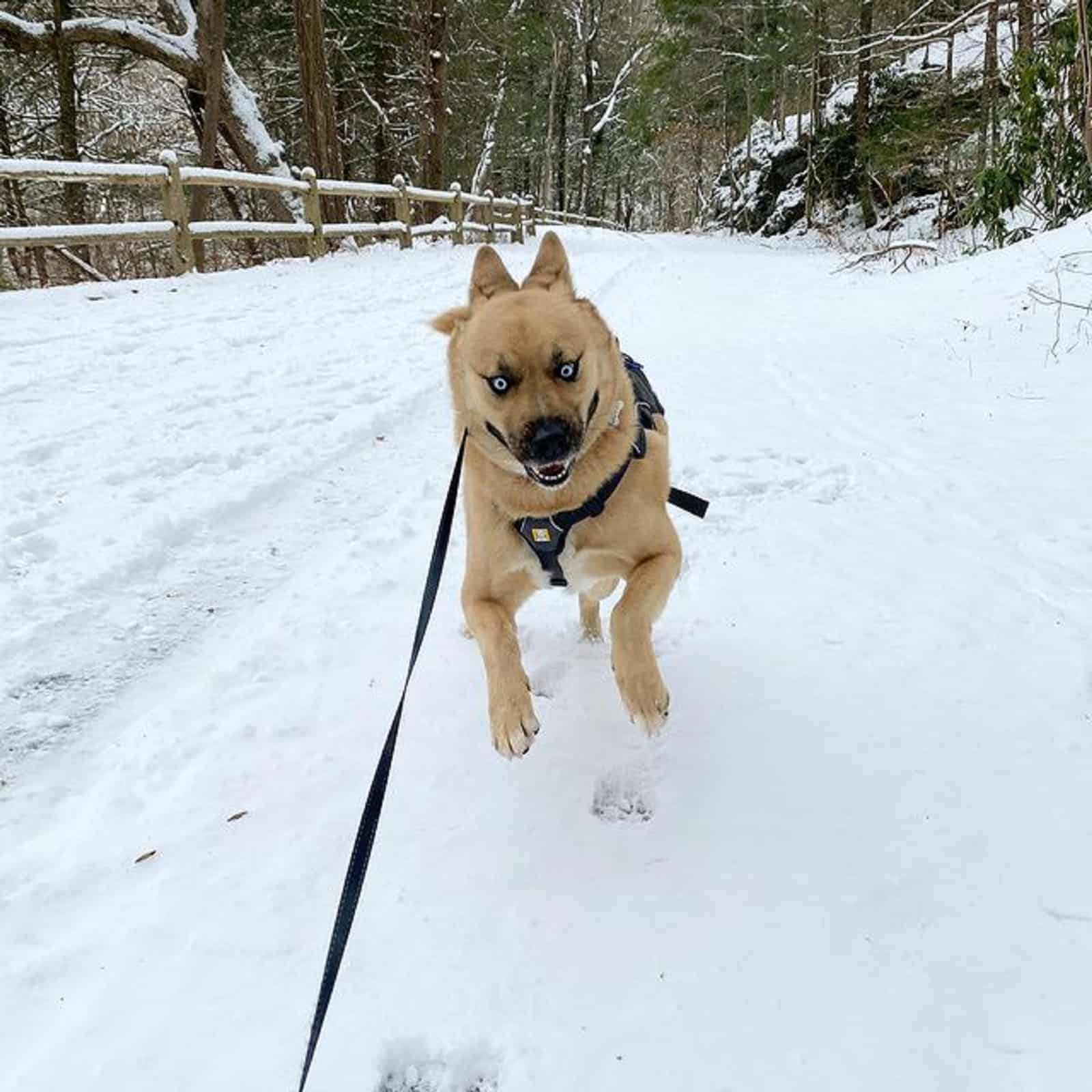 siberian husky akita corriendo en la nieve