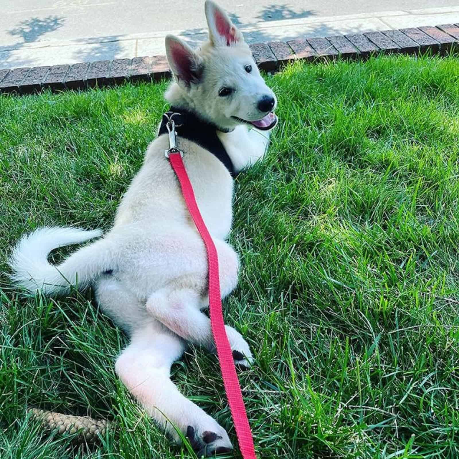 husky siberiano akita acostado en el césped