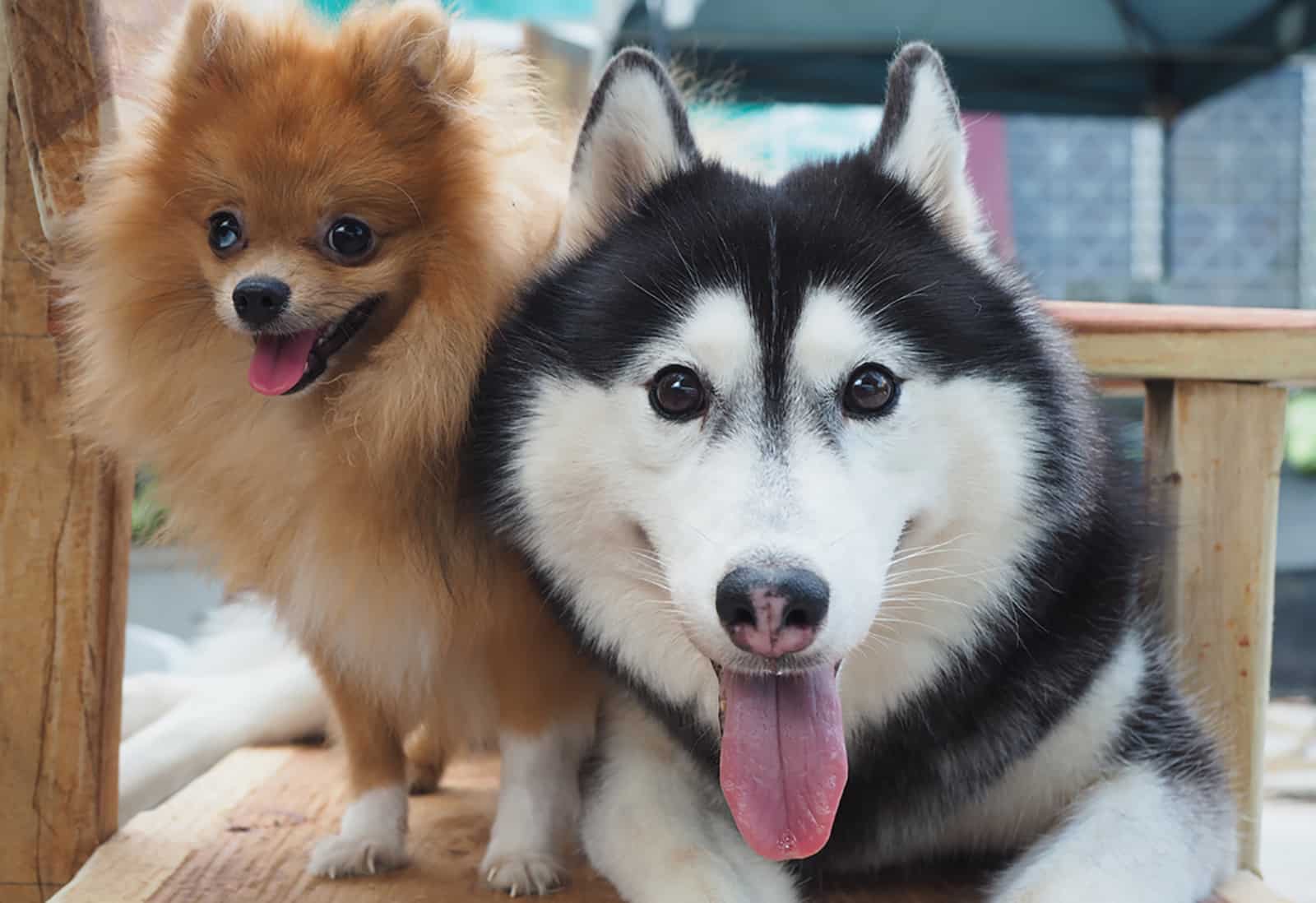 husky siberiano y pomeranian sentados en una silla de madera