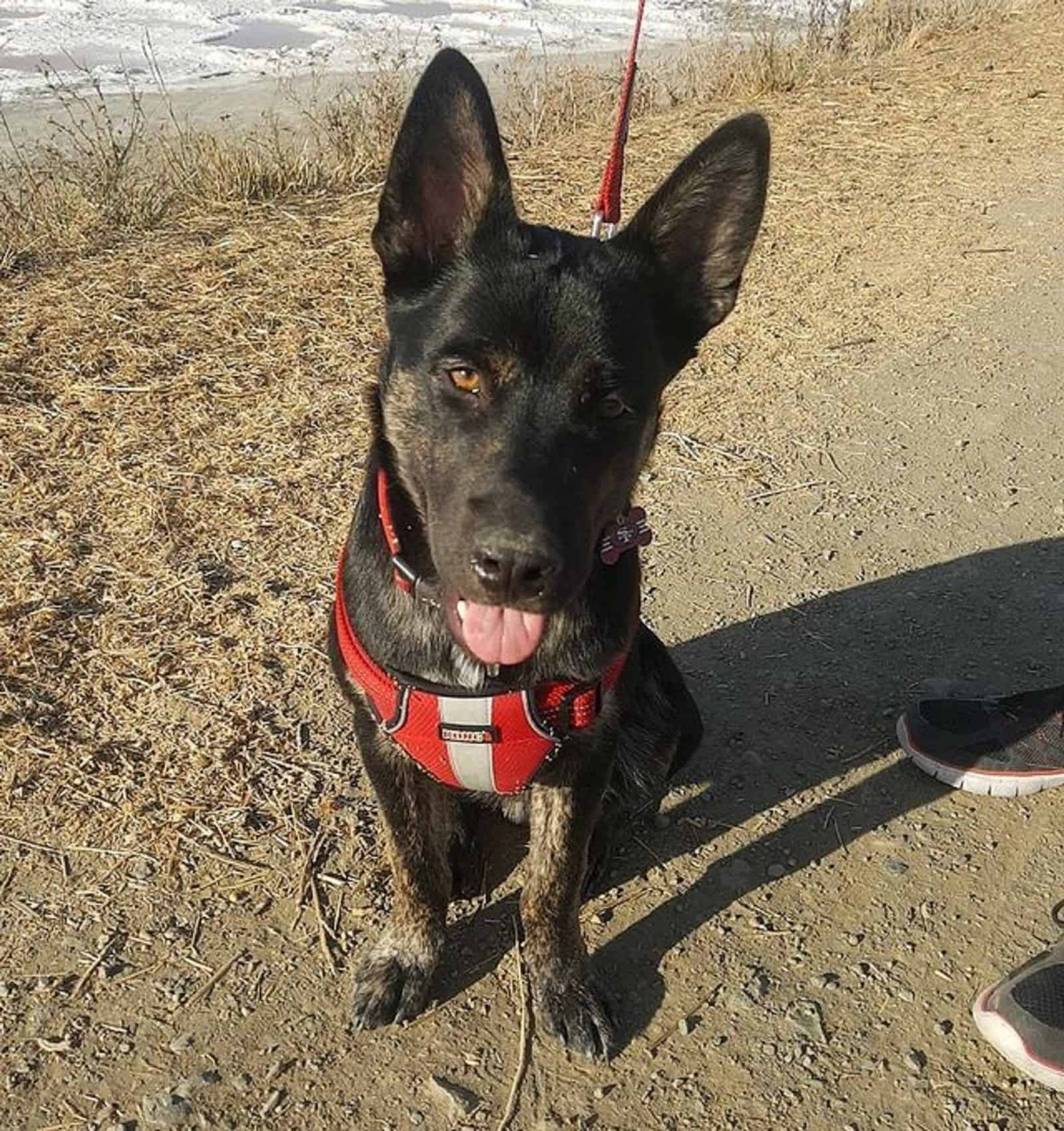 mix de husky siberiano y kelpie australiano sentado en el suelo