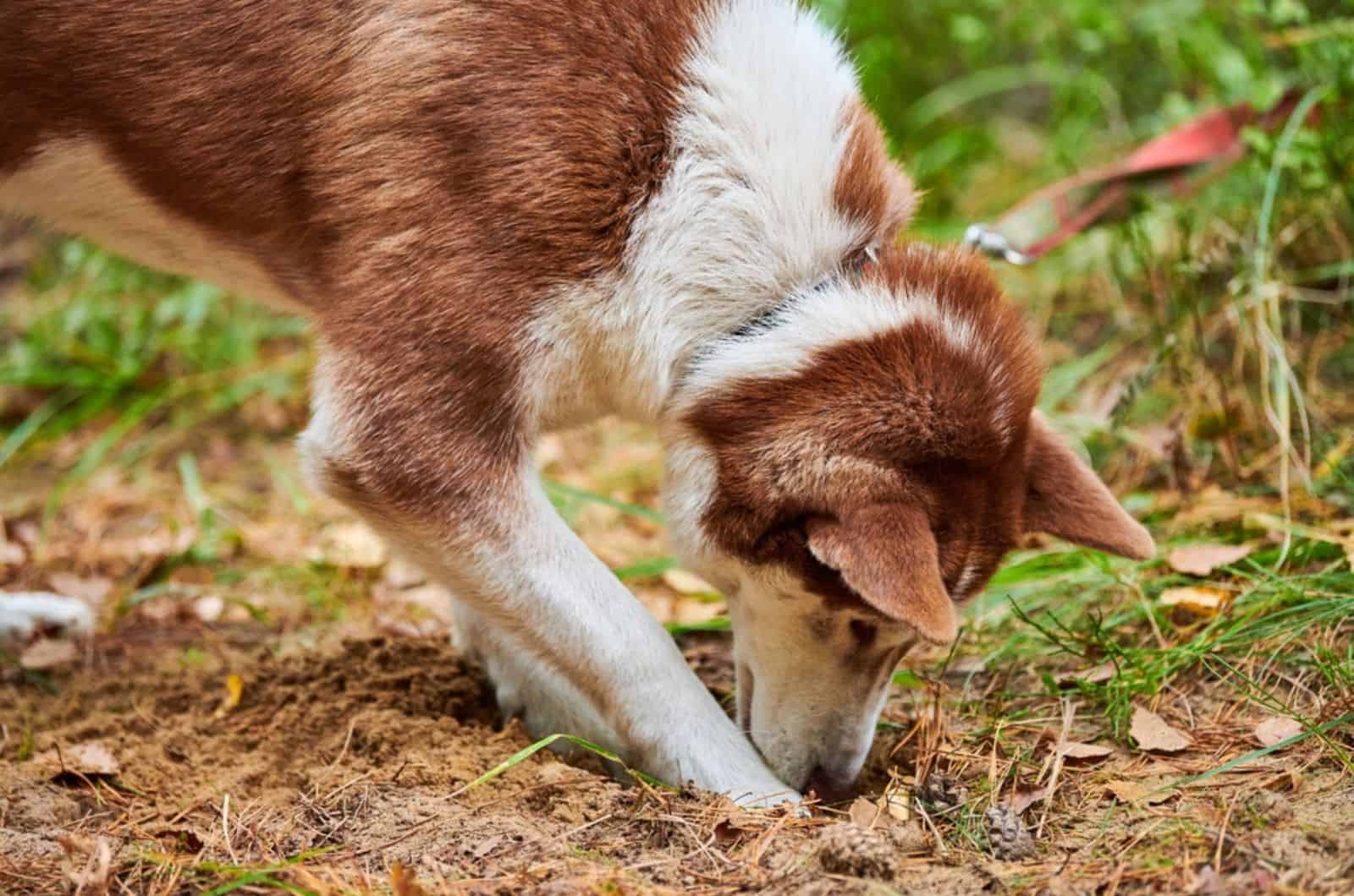 perro husky siberiano cavando el suelo y olfateando