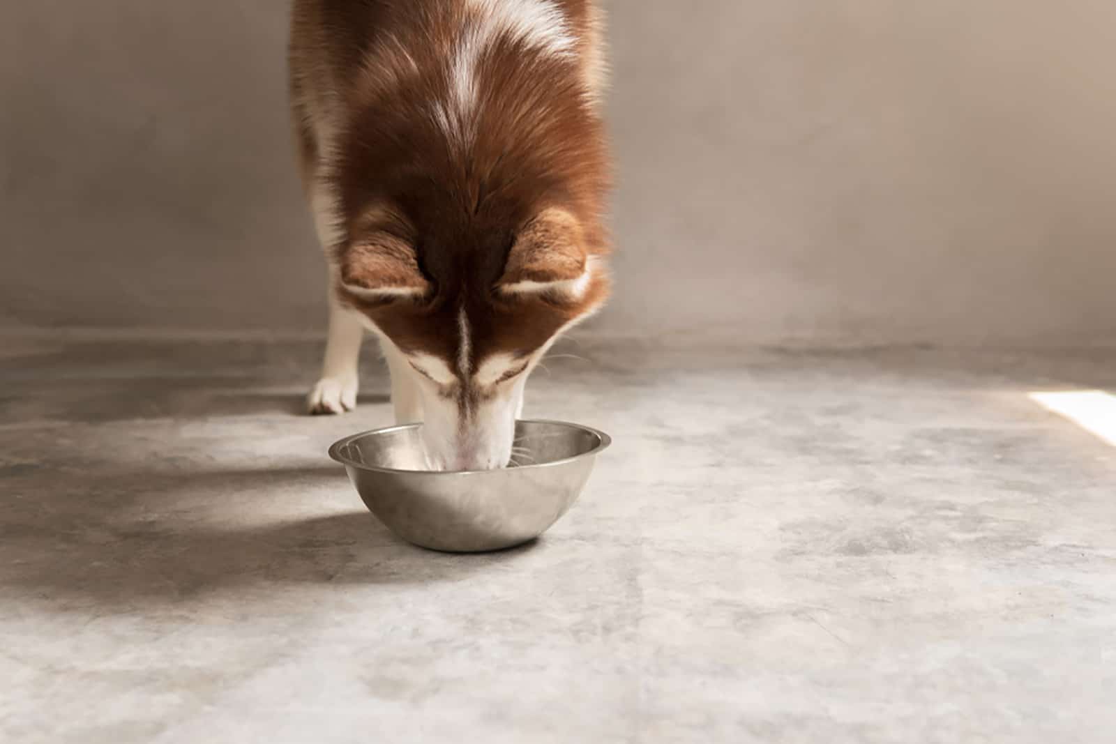 husky siberiano comiendo comida de un cuenco de metal