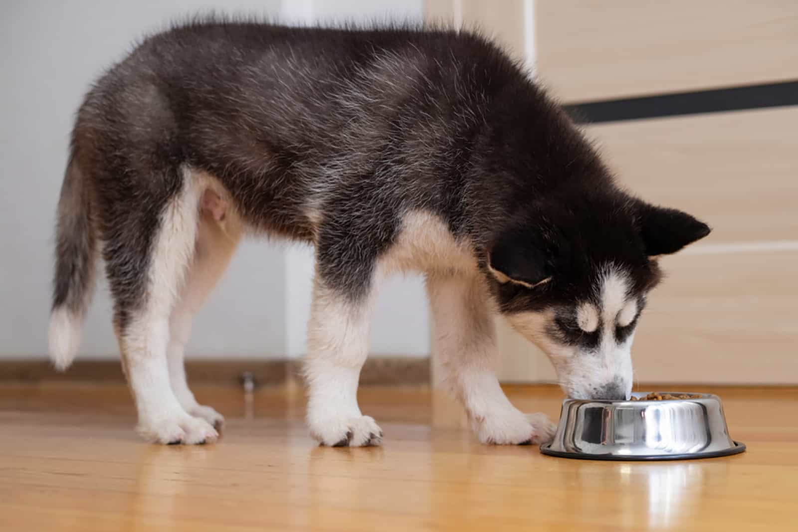 husky siberiano comiendo de un cuenco de metal en interiores