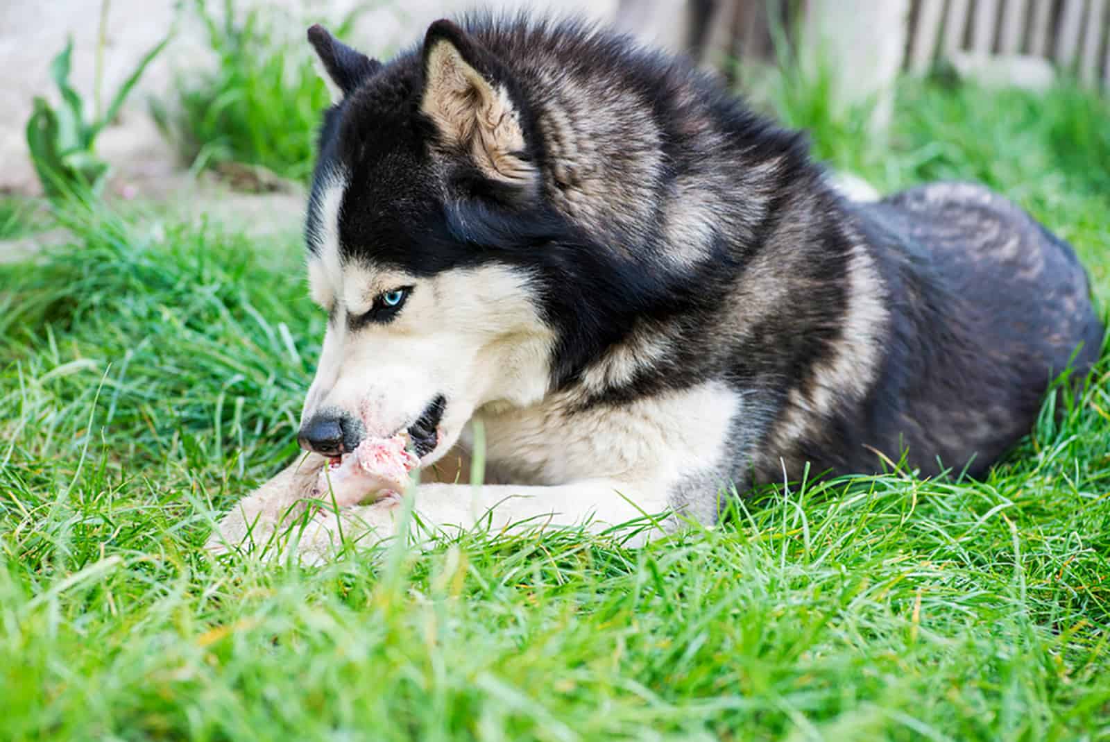 husky siberiano come hueso en el prado